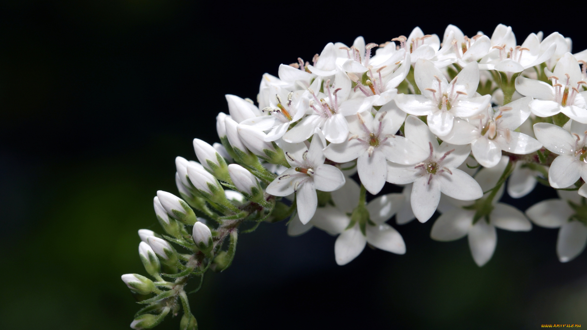 цветы, вербейники, белый