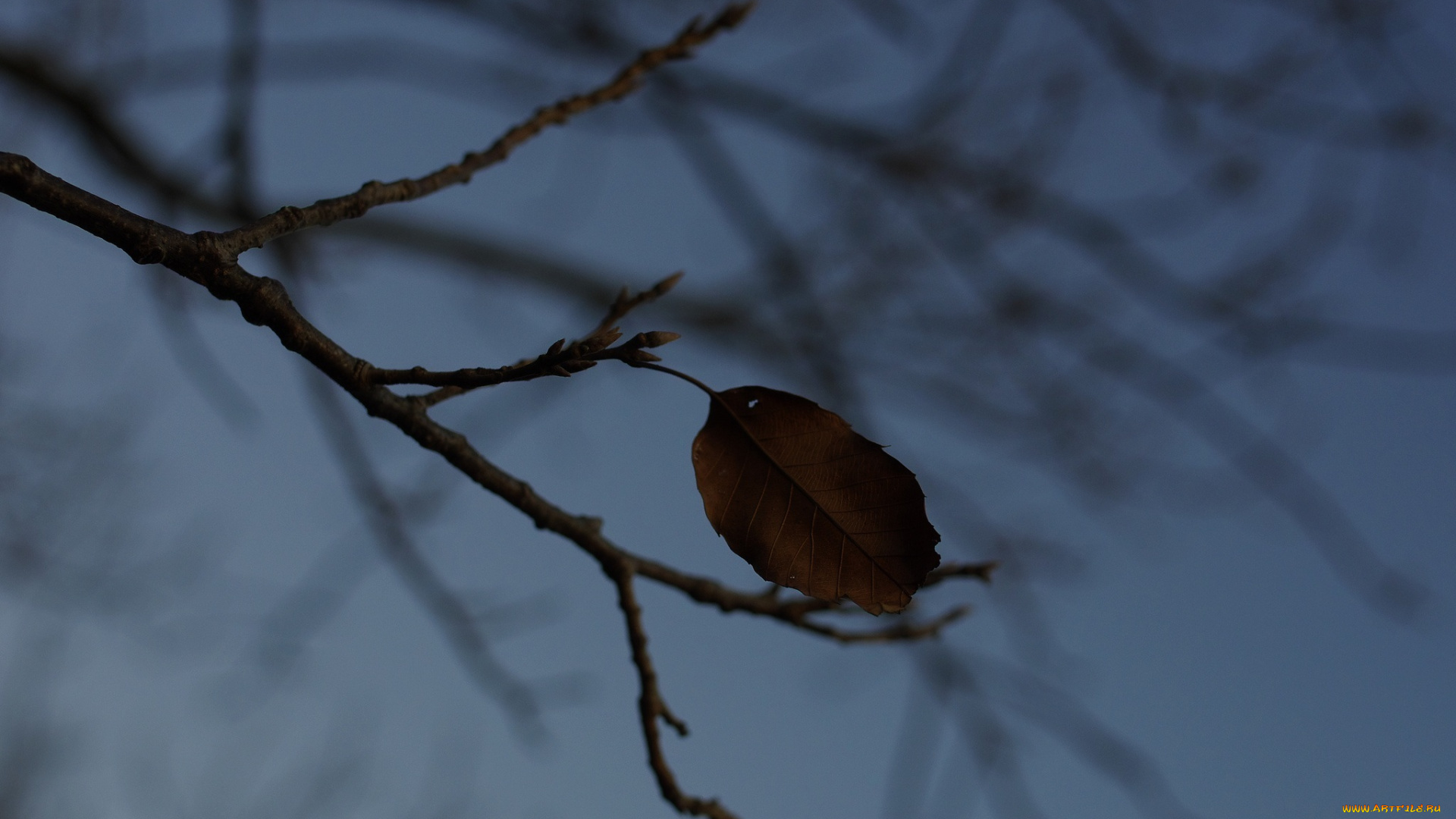 природа, листья, тень, макро, сумерки, ветка