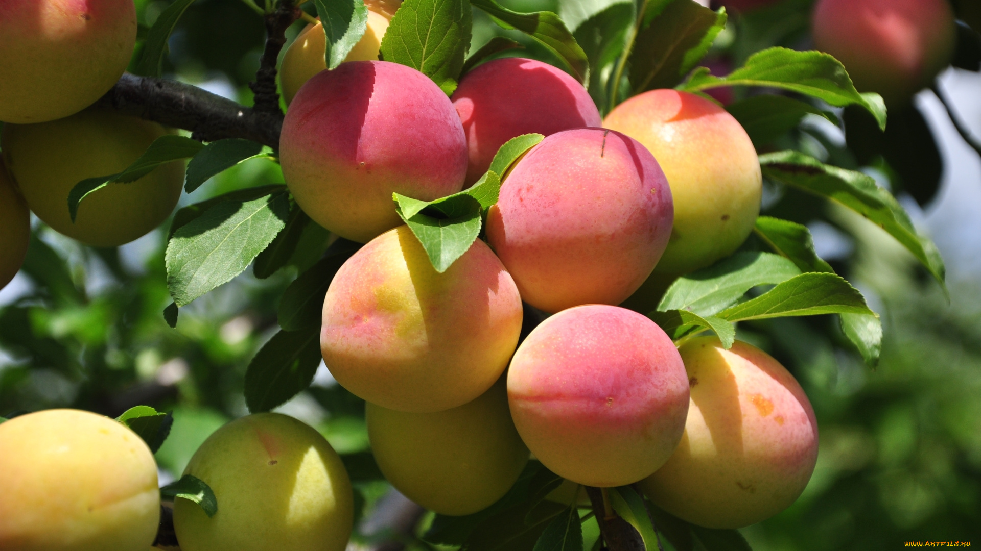 природа, плоды, абрикосы