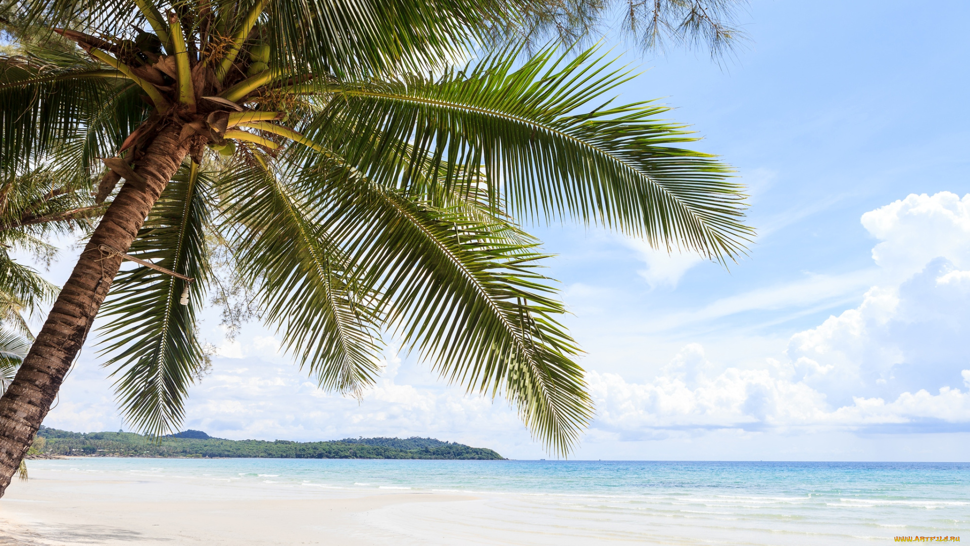 природа, тропики, песок, пальма