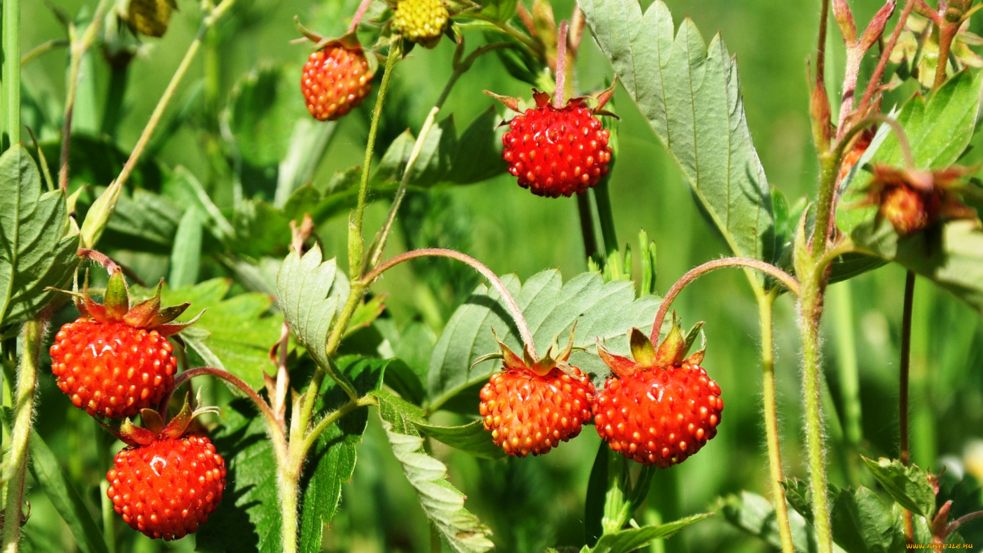 природа, Ягоды, лето