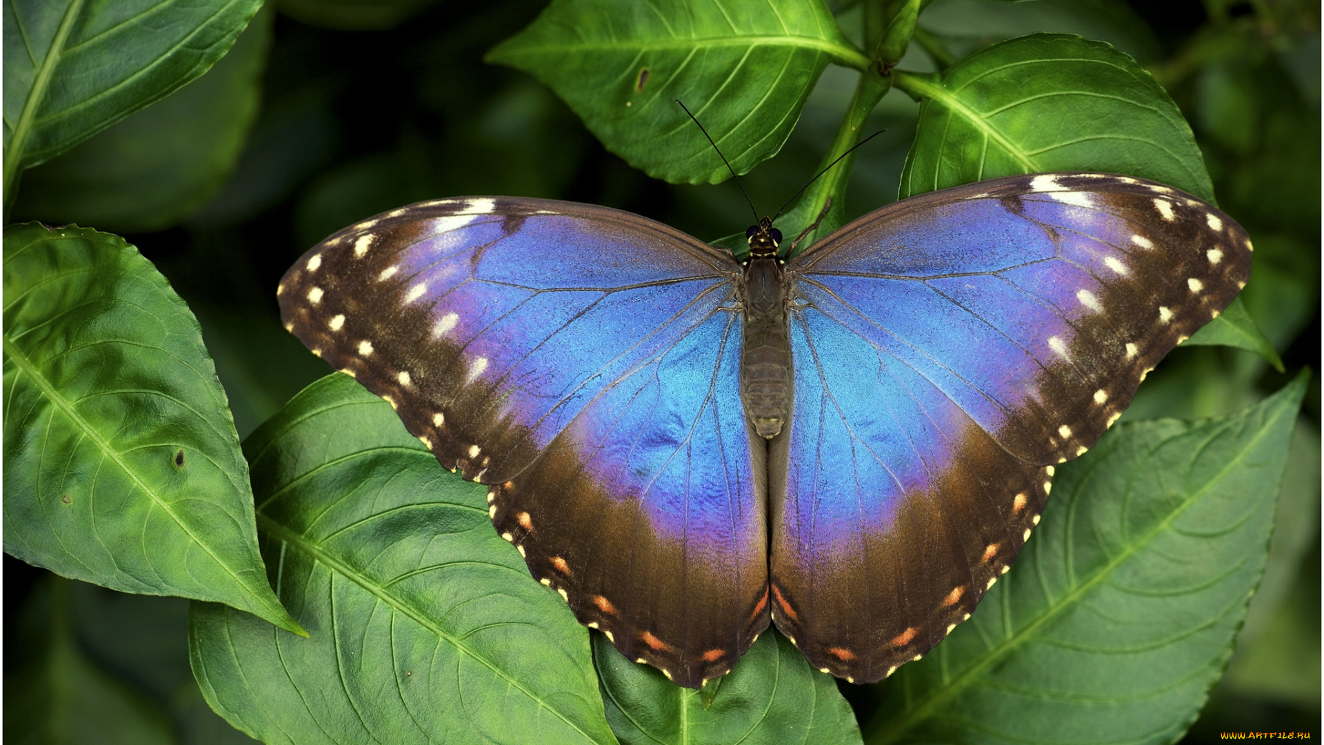 животные, бабочки, крылья