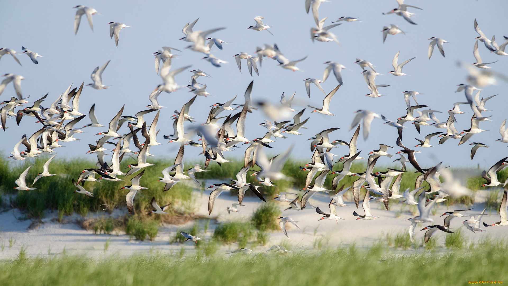 животные, Чайки, , бакланы, , крачки, birds, summer, skimmers, nature, lido, beach, flight