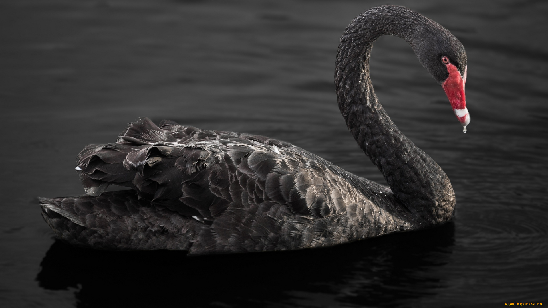 животные, лебеди, черный, грация, шея