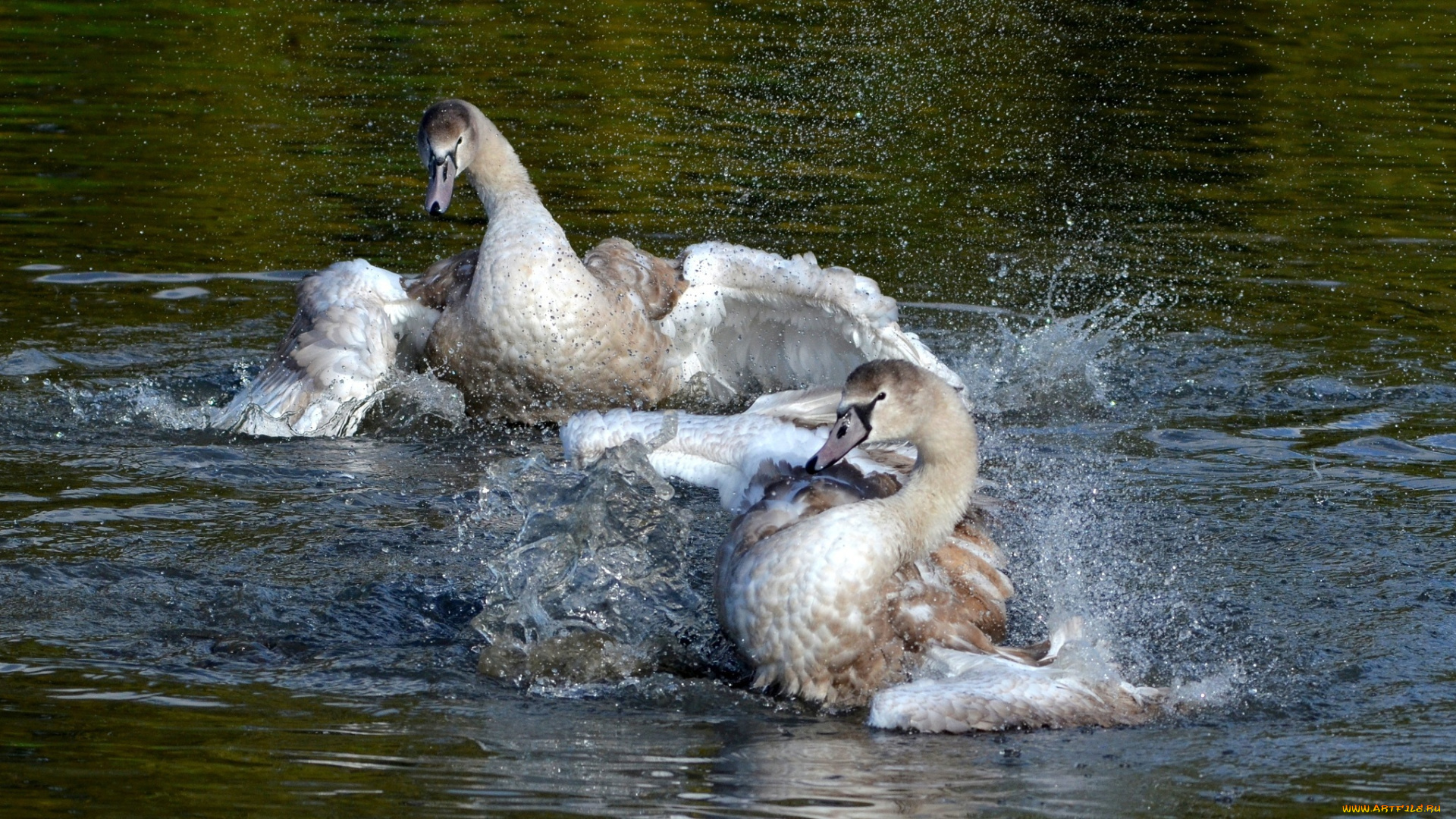 животные, лебеди, пара, вода, брызги, крылья