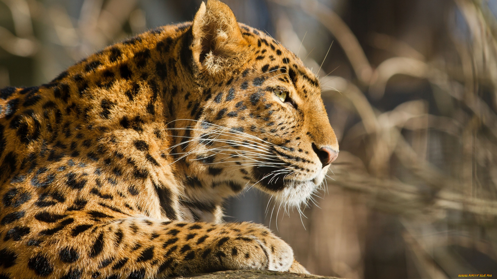 животные, леопарды, мех, профиль, морда, кошка