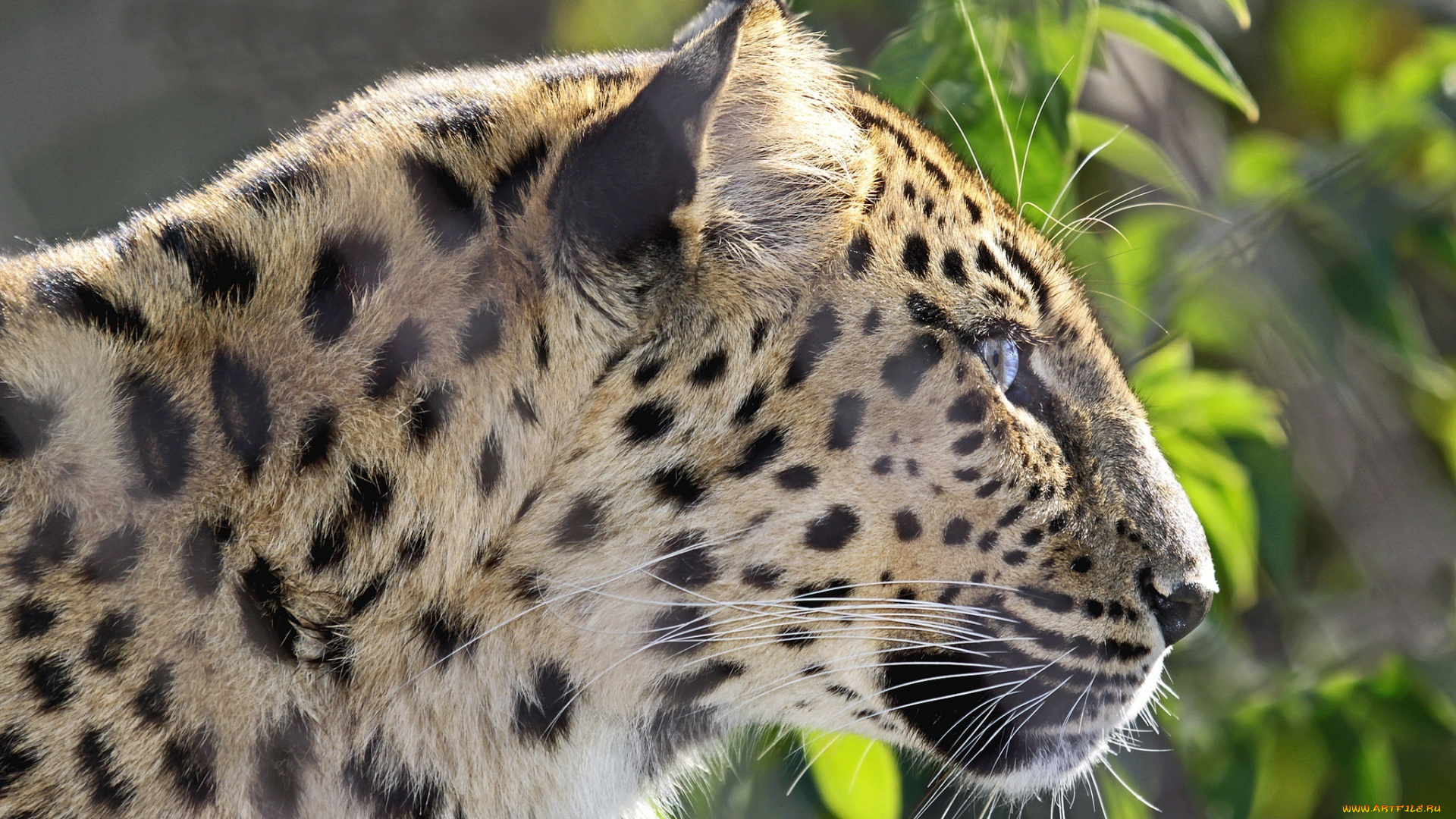 животные, леопарды, морда, мех, профиль, кошка