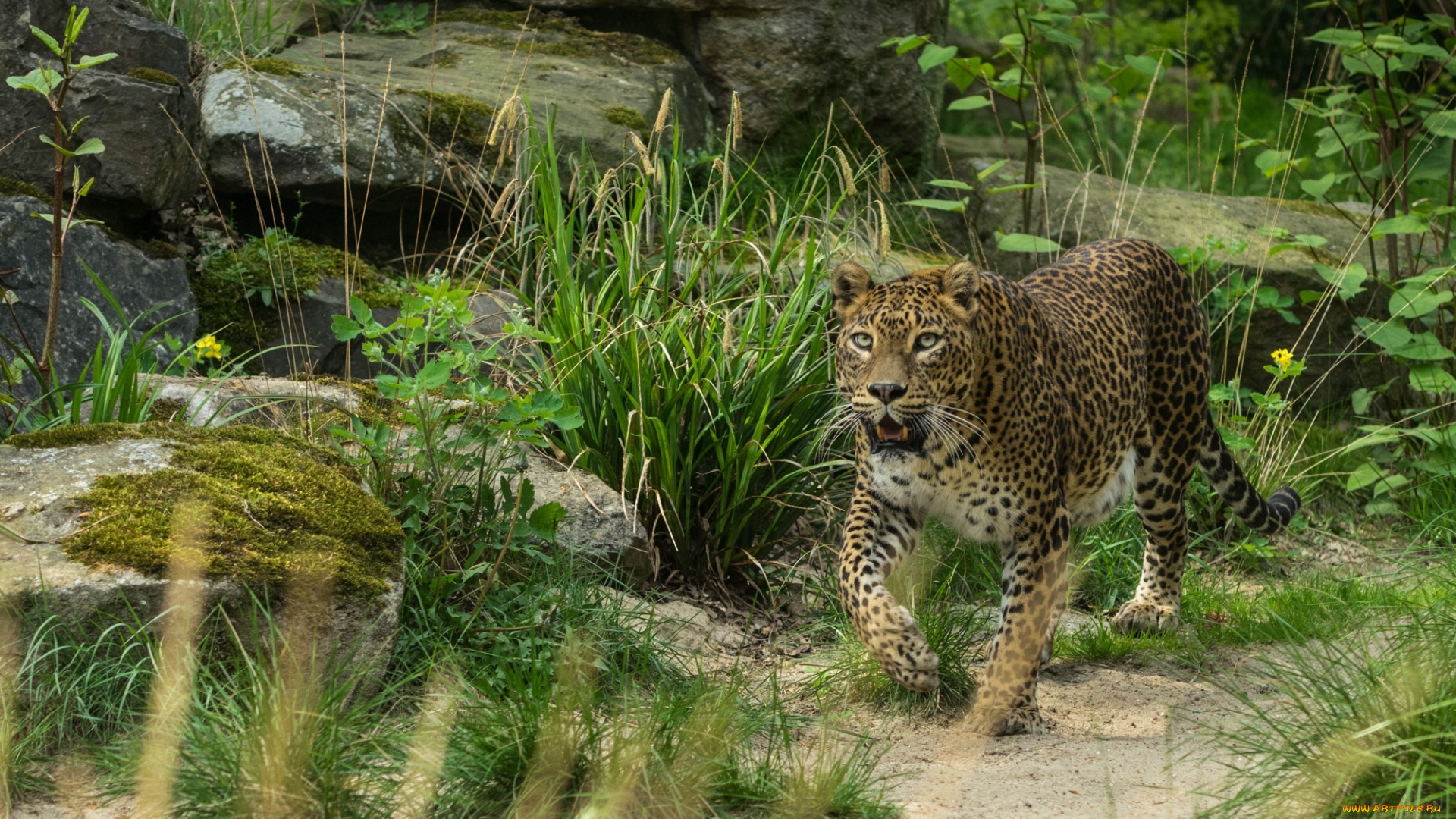 животные, леопарды, пятна, кошка, внимание, интерес, трава, камни, мох
