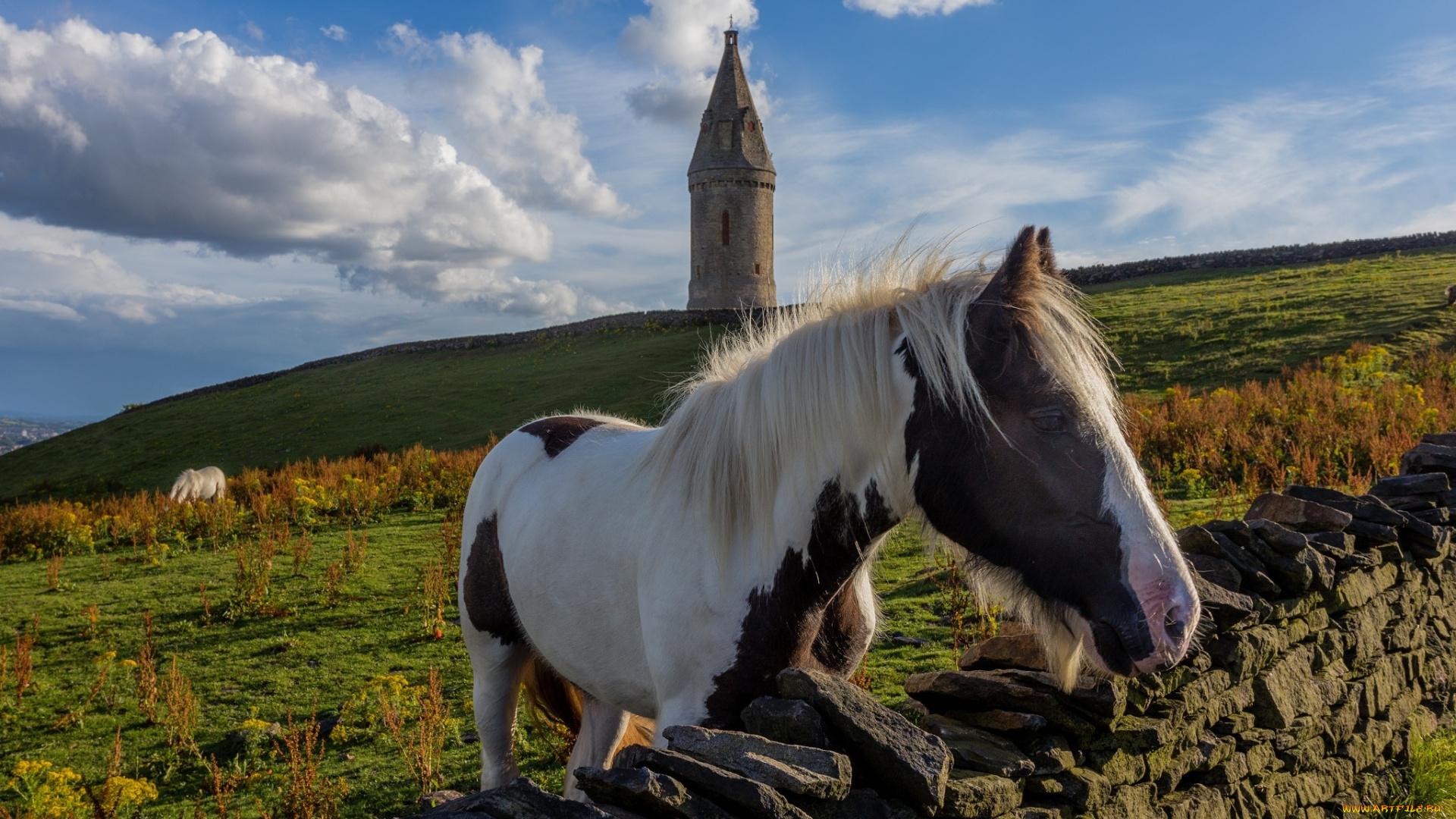 животные, лошади, грива, морда, башня, ограда