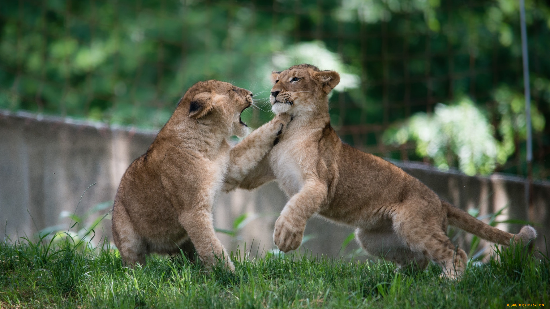 животные, львы, львята, драка, игра, борьба, малыши, детеныши, пара