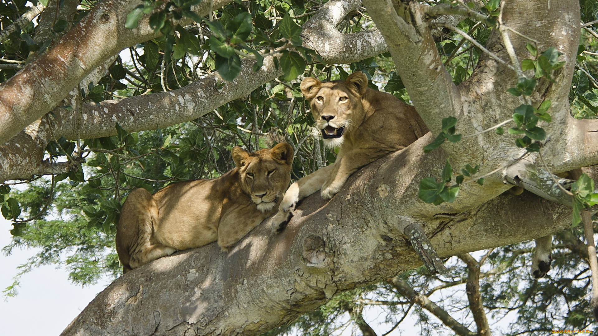 животные, львы, отдых, хищник, пара, дерево