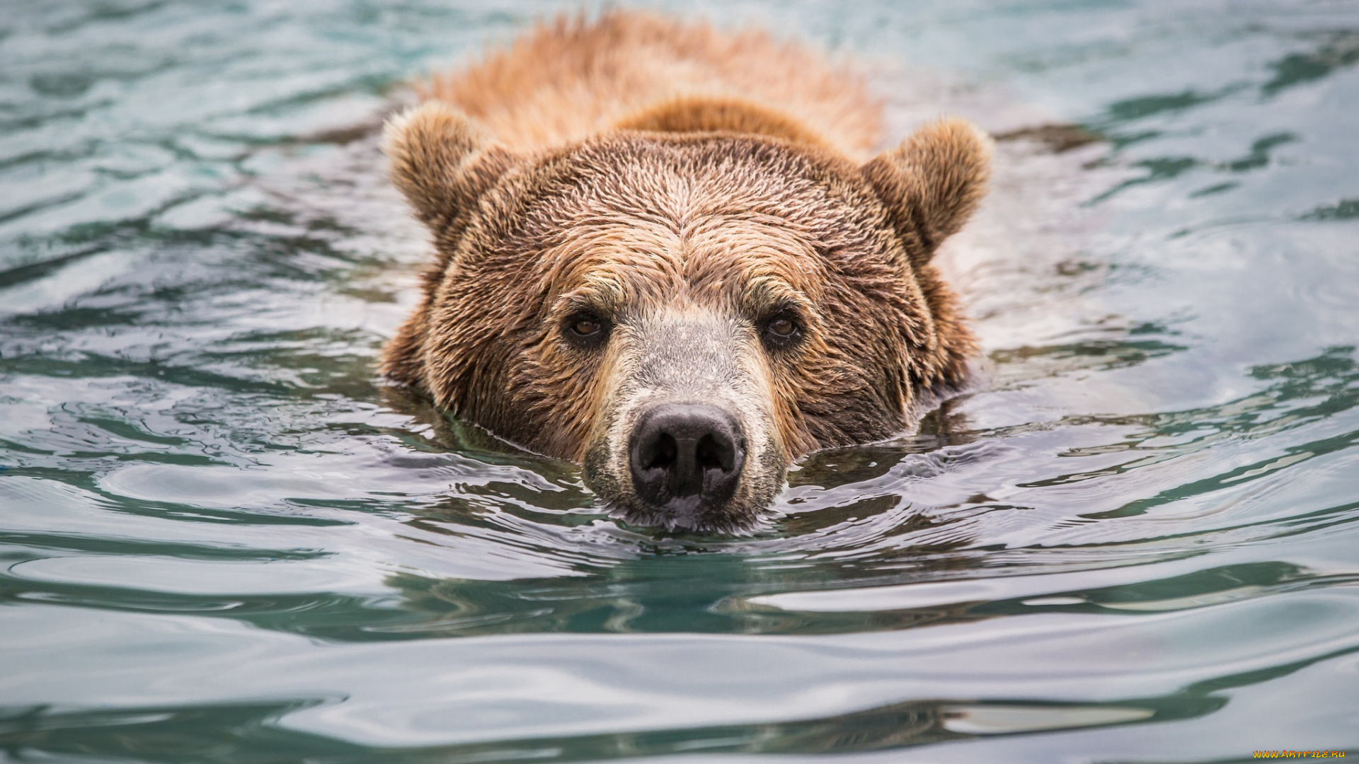 животные, медведи, гризли, морда, нос, вода, купание