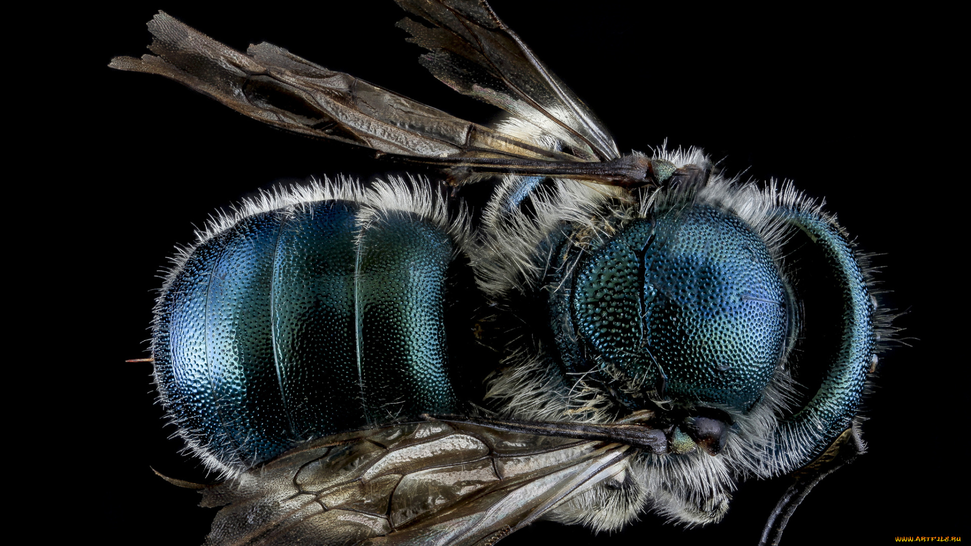 животные, насекомые, макросъемка, насекомое