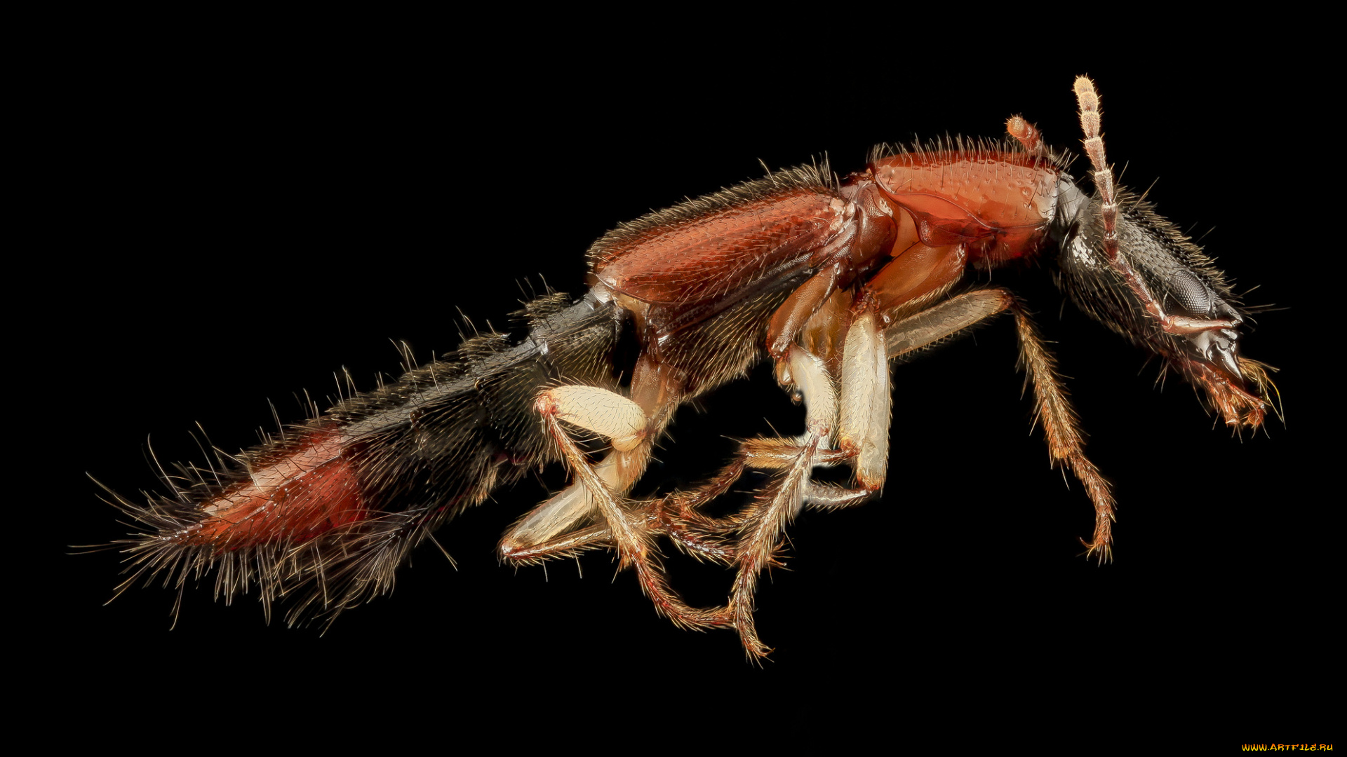 животные, насекомые, макросъемка, насекомое