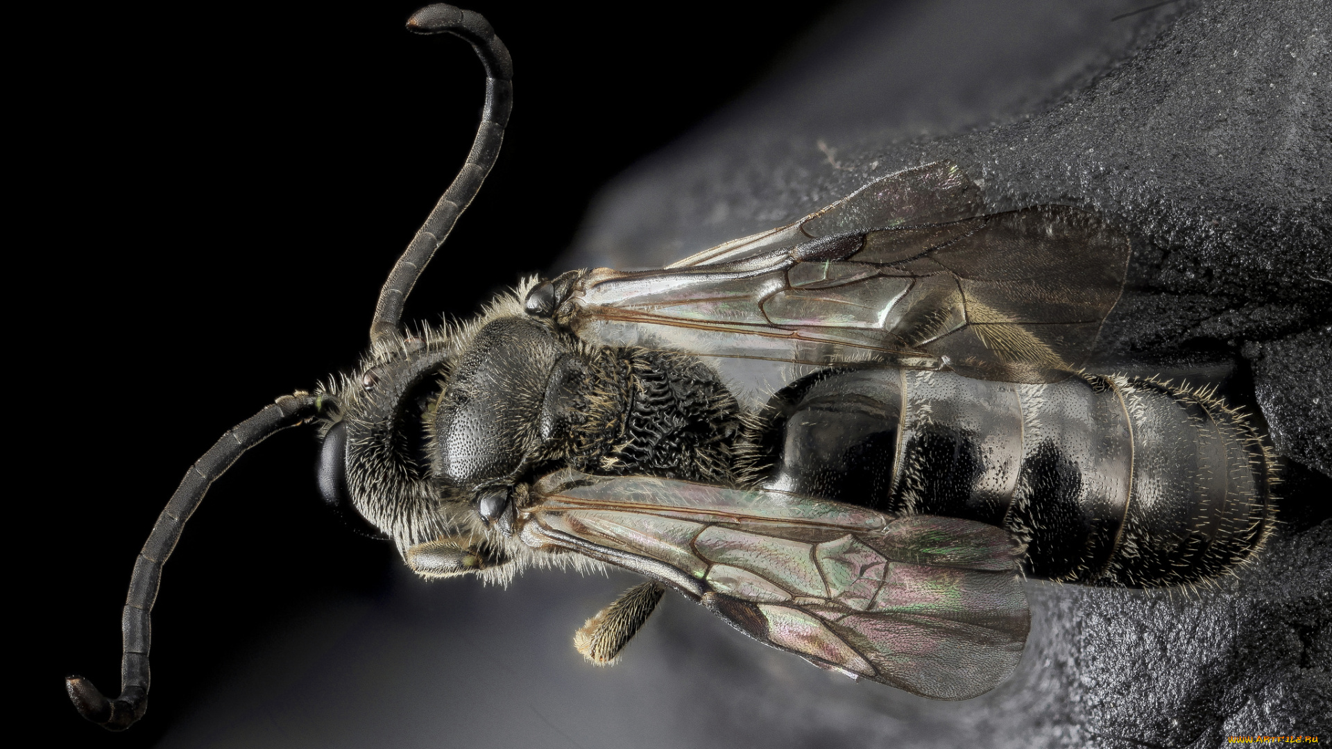 животные, насекомые, макросъемка, насекомое