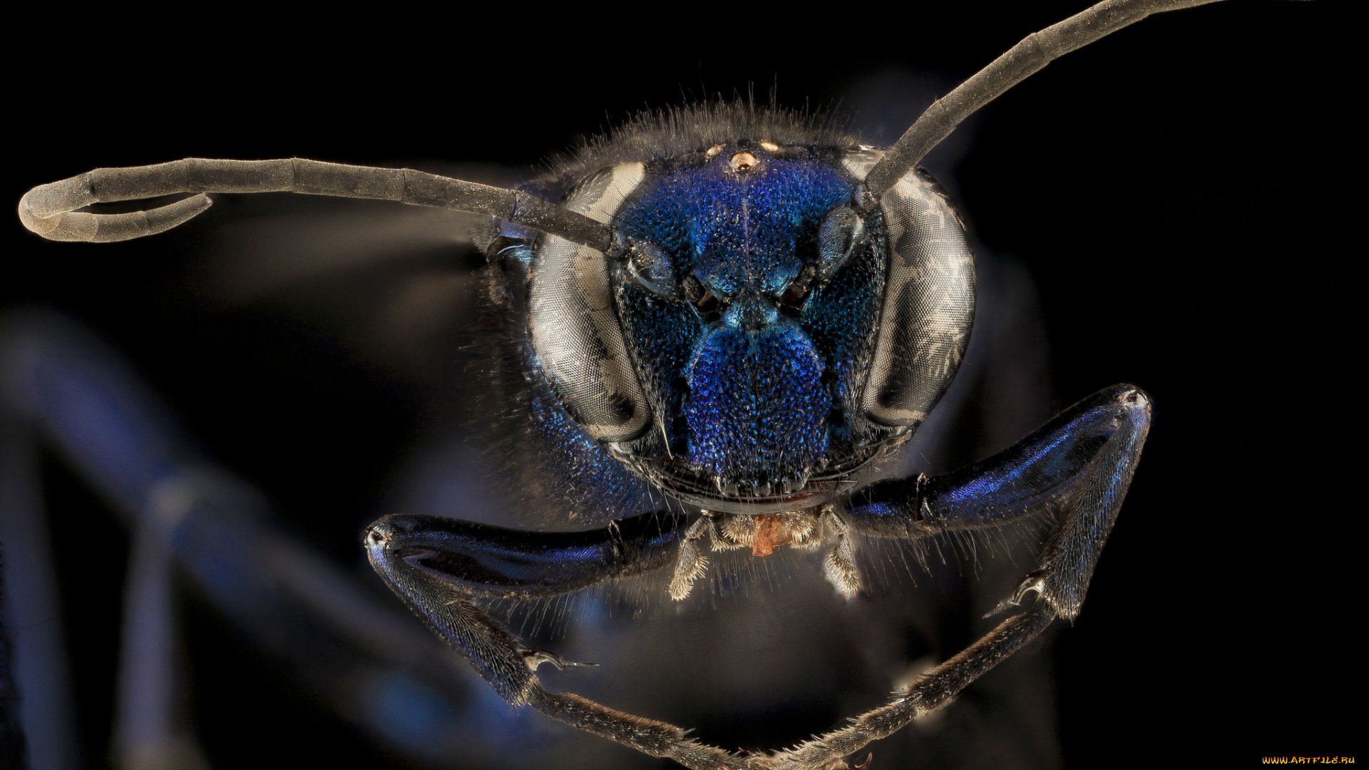 животные, насекомые, насекомое, макросъемка
