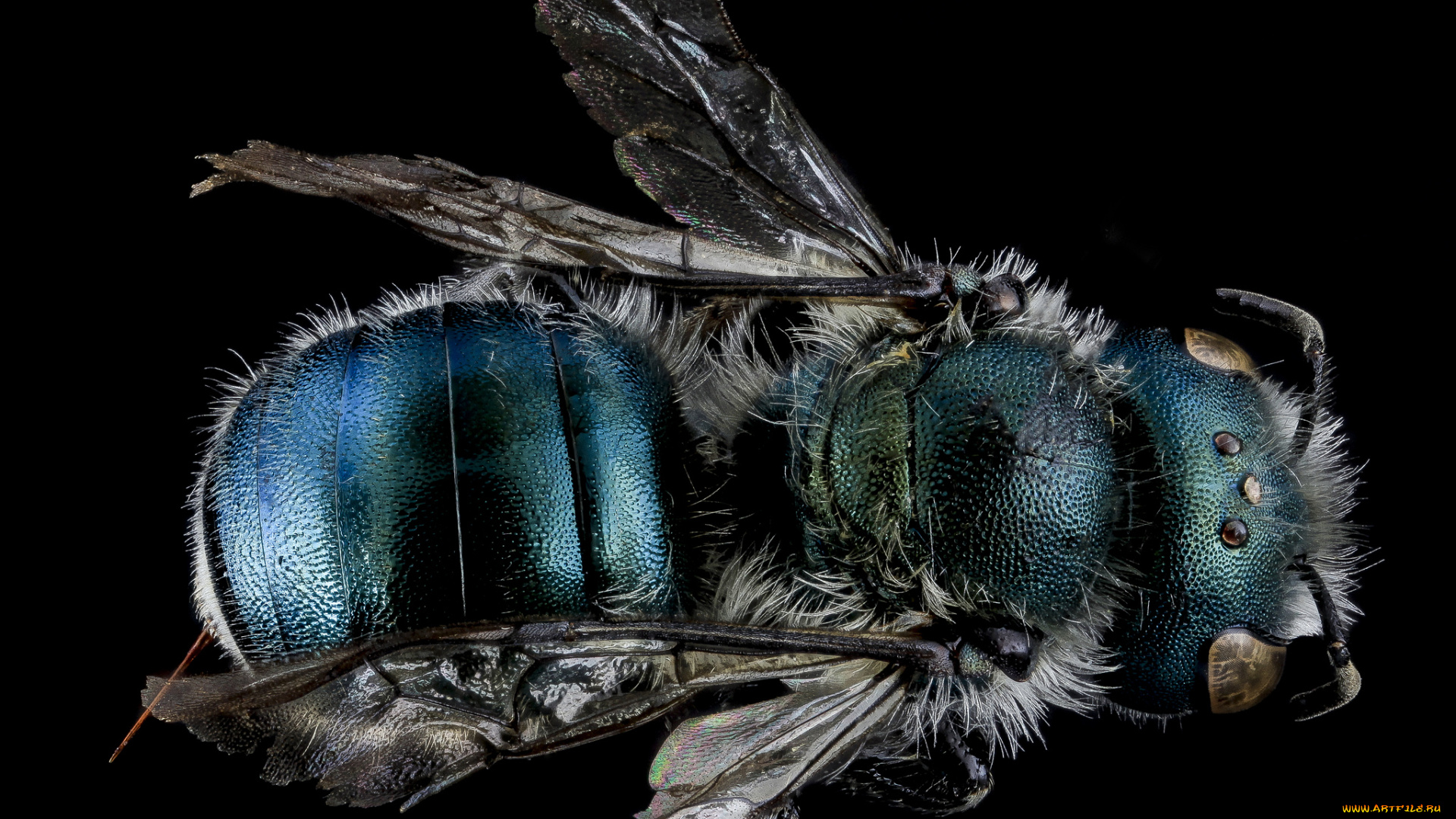 животные, насекомые, насекомое, макросъемка