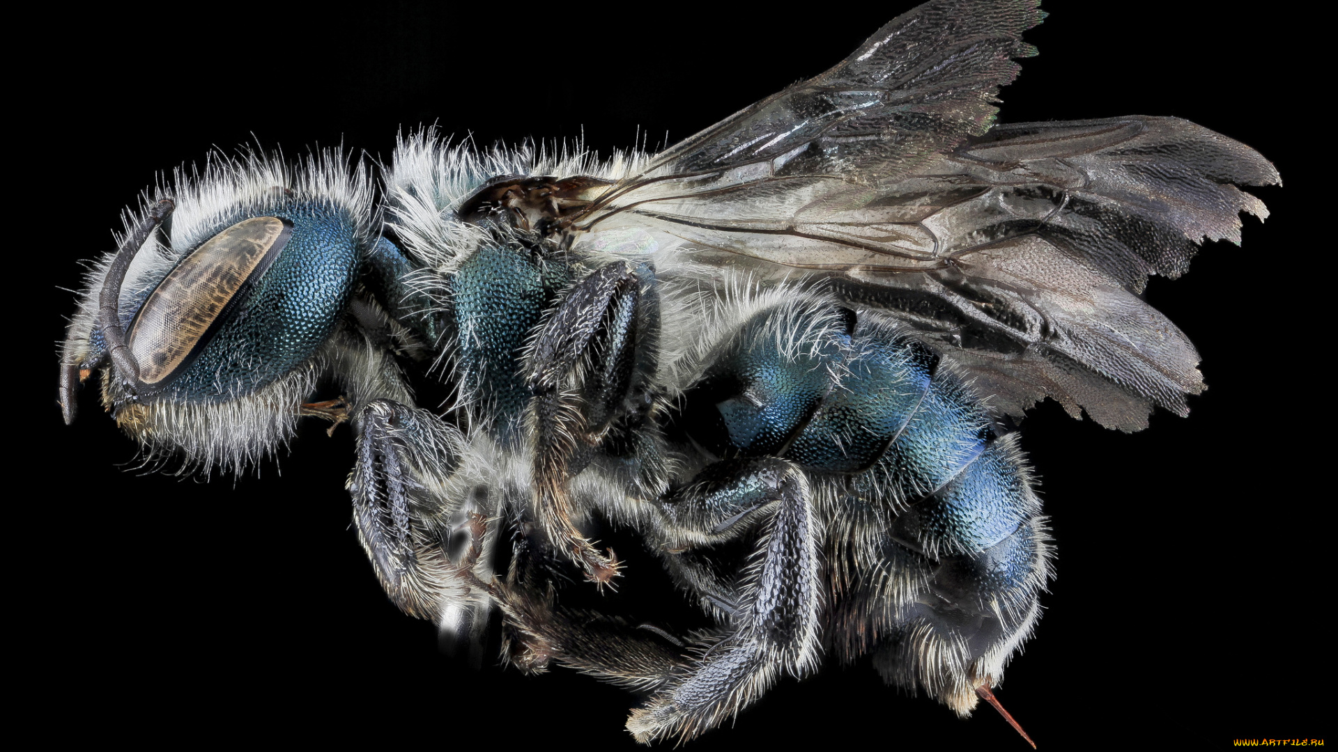 животные, насекомые, насекомое, макросъемка