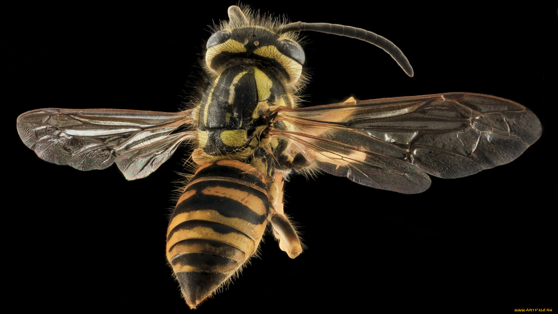 животные, насекомые, насекомое, макросъемка