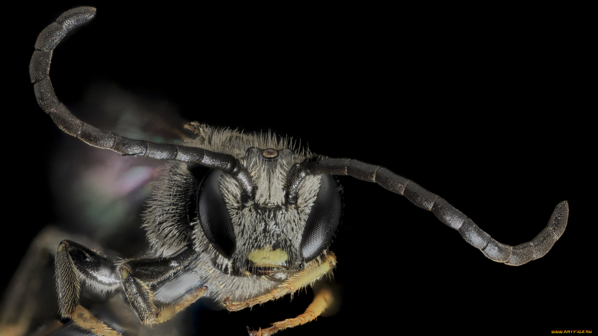 животные, насекомые, насекомое, макросъемка