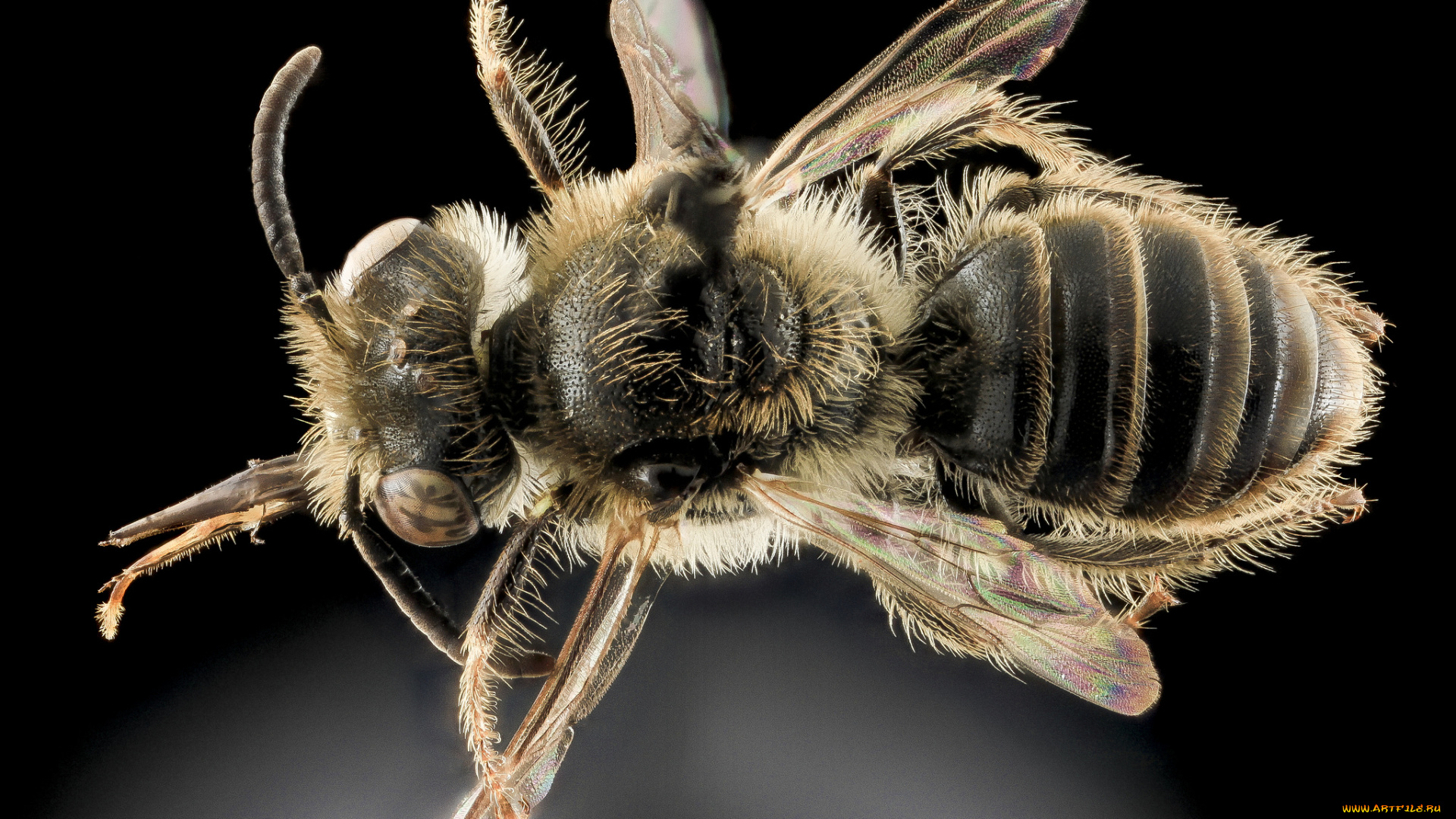 животные, насекомые, насекомое, макросъемка