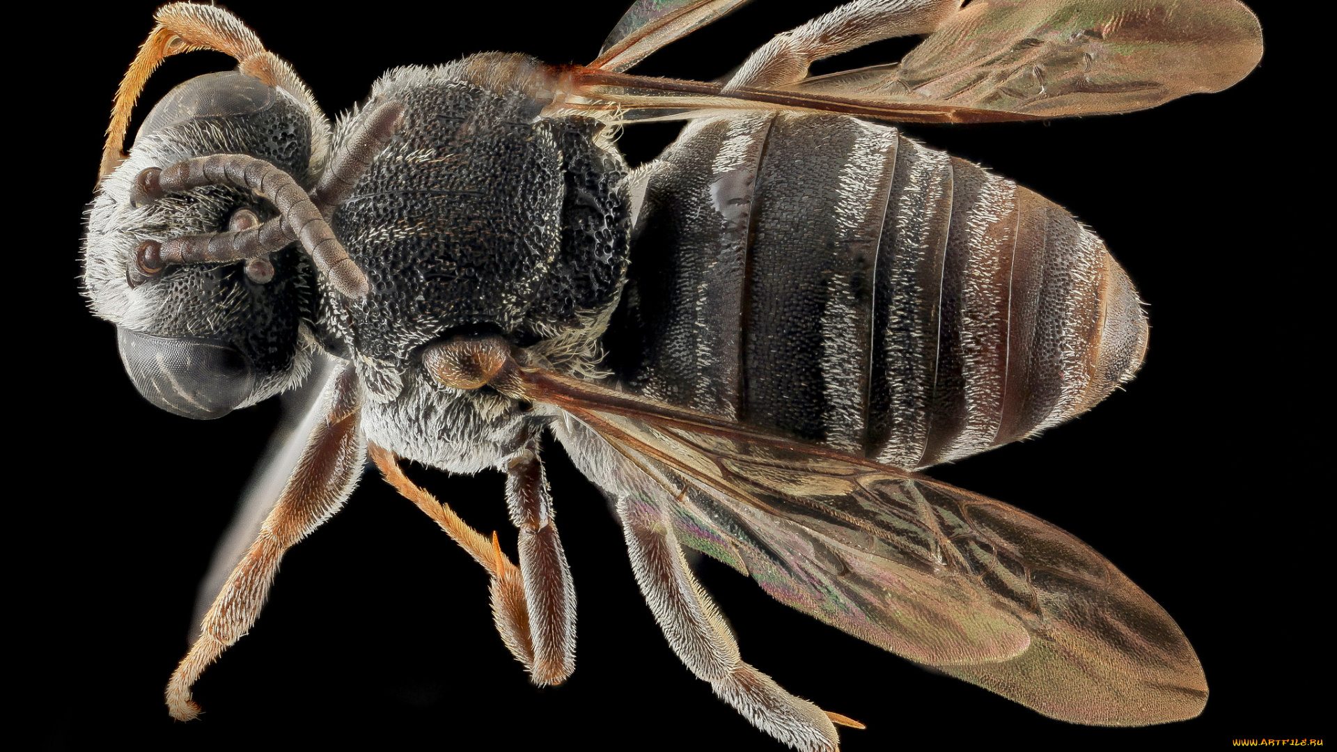 животные, насекомые, насекомое, макросъемка