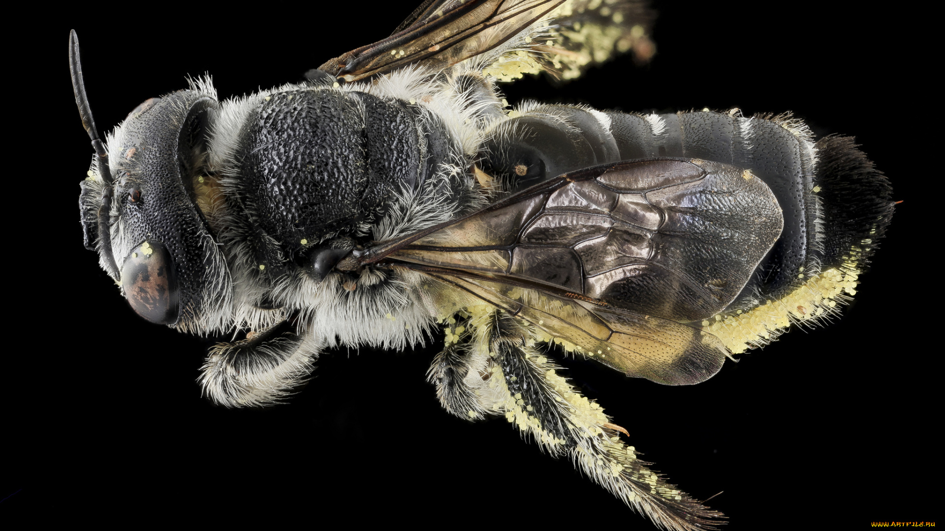 животные, насекомые, насекомое, макросъемка