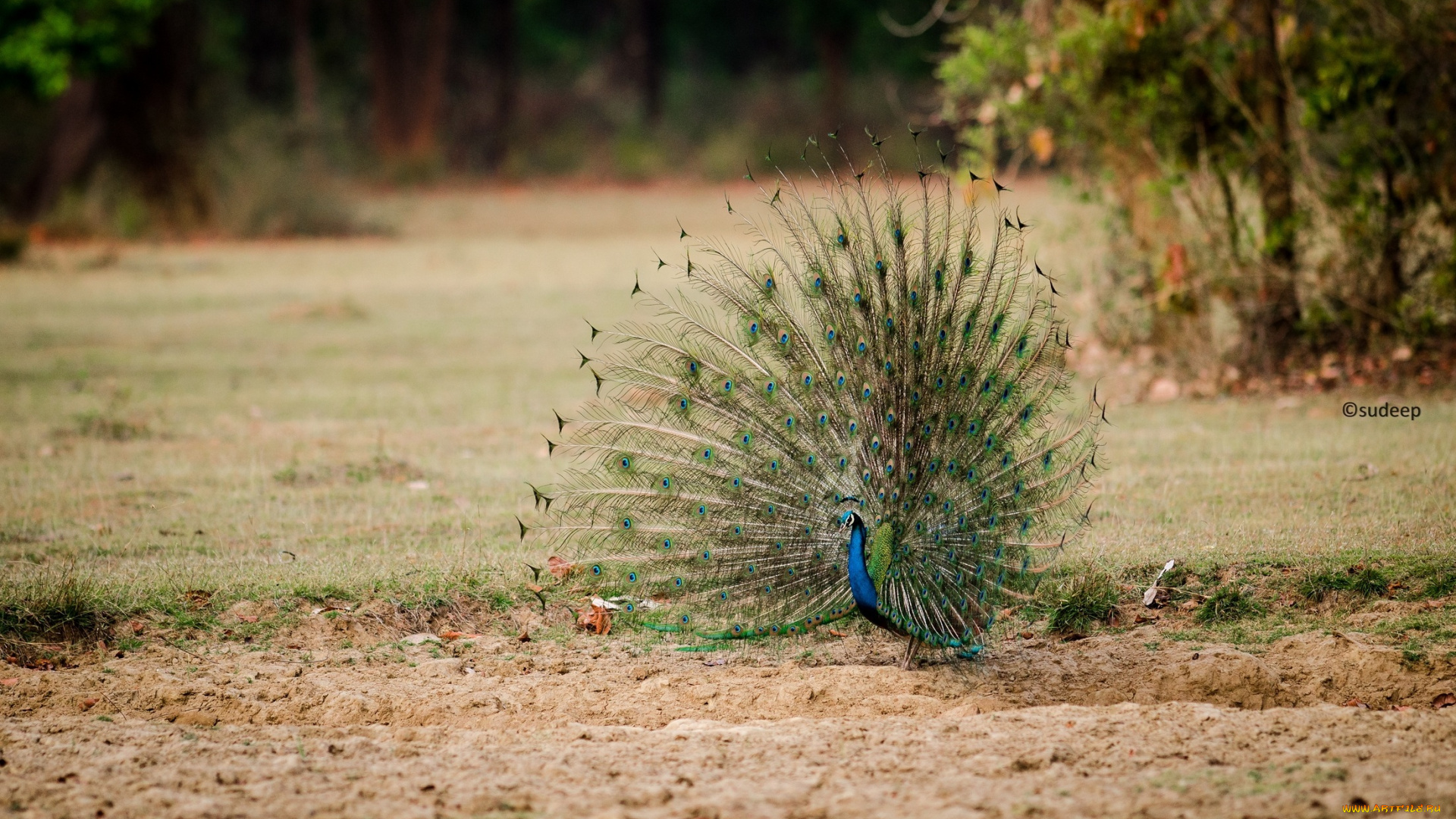 животные, павлины, хвост, перья, красавец