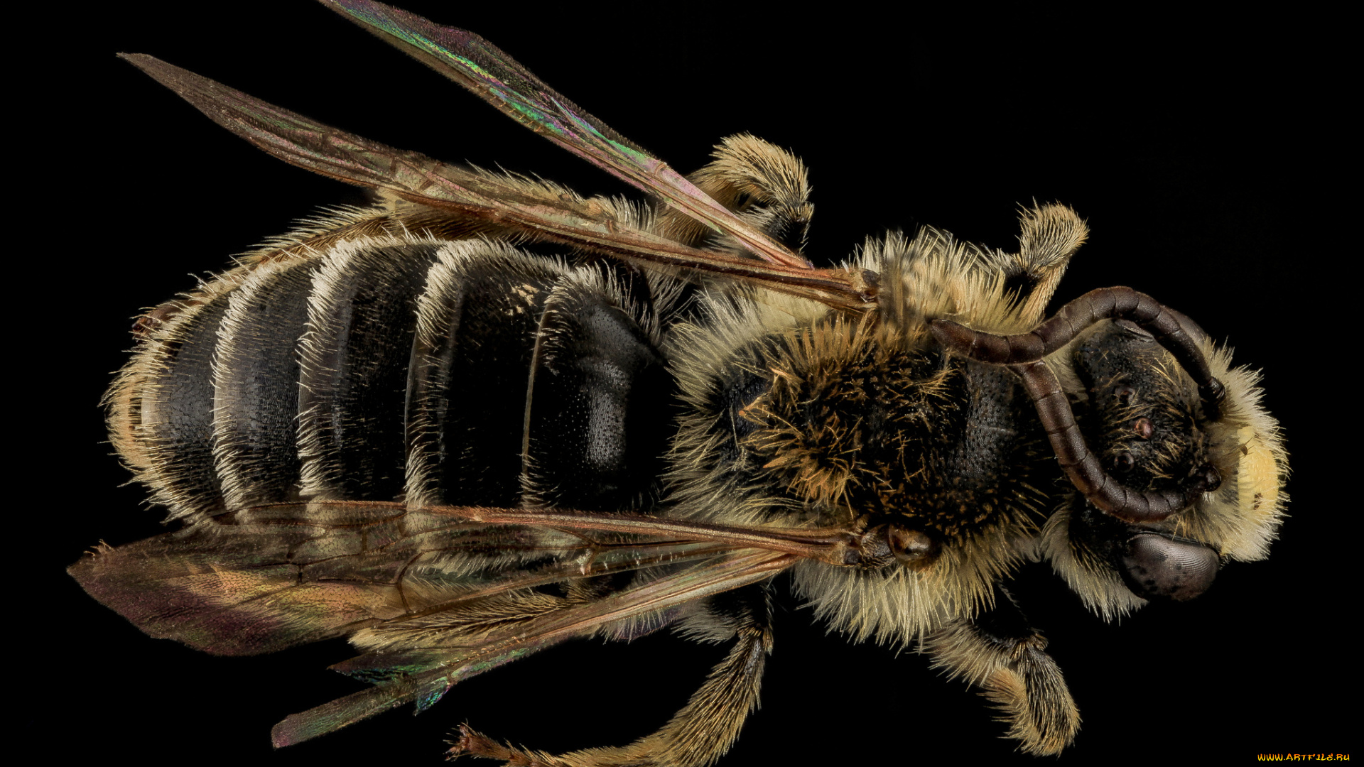 животные, пчелы, , осы, , шмели, макросъемка, насекомое