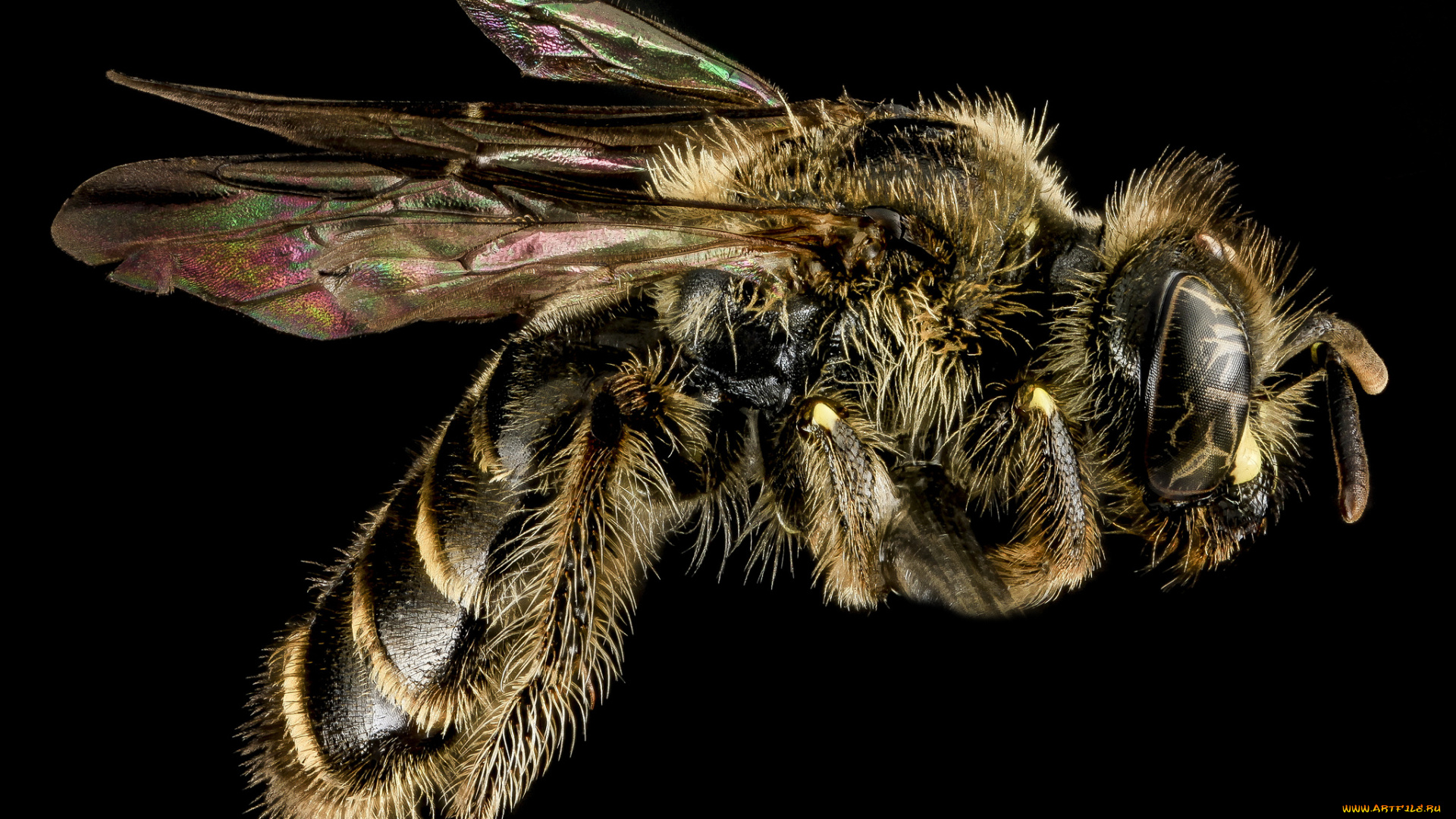 животные, пчелы, , осы, , шмели, макросъемка, насекомое