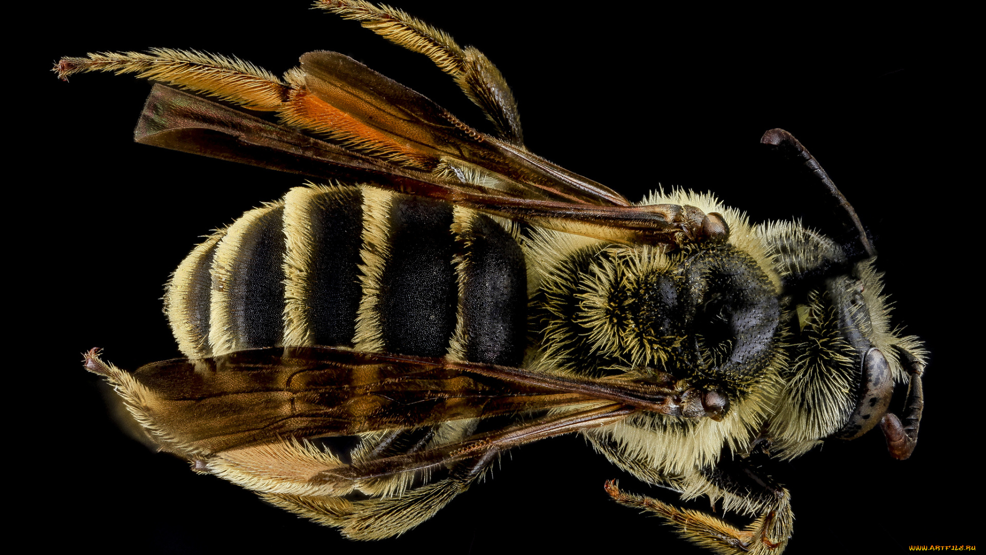 животные, пчелы, , осы, , шмели, насекомое, макросъемка