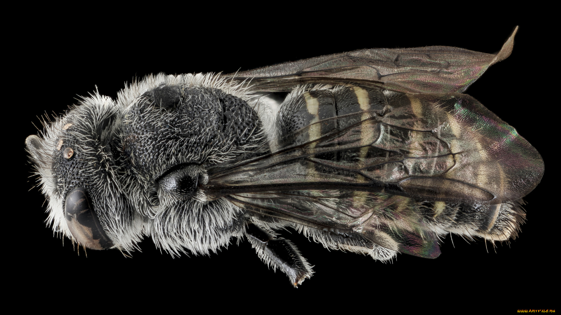 животные, пчелы, , осы, , шмели, насекомое, макросъемка