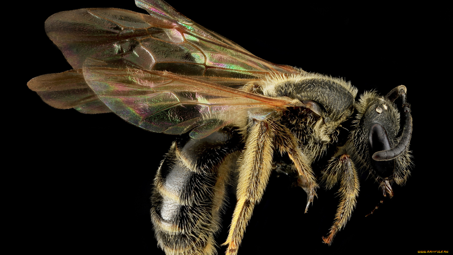 животные, пчелы, , осы, , шмели, насекомое, макросъемка