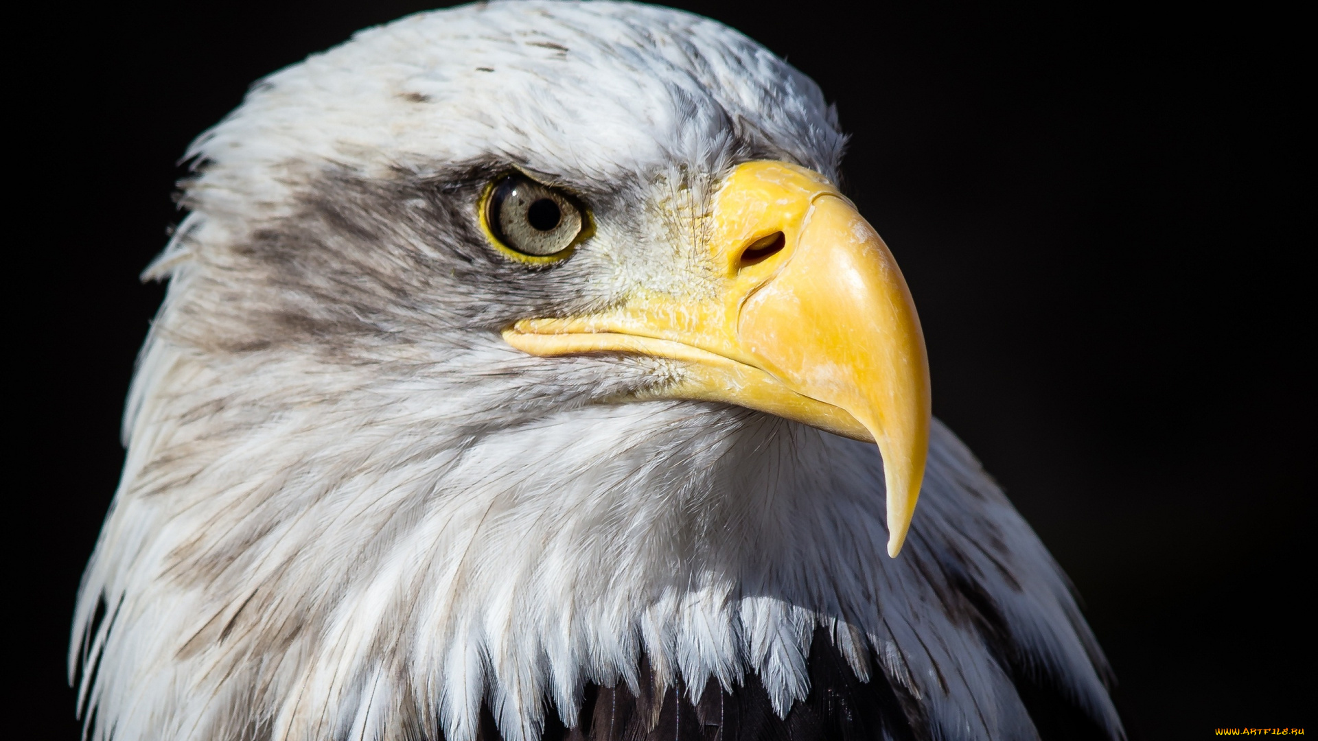 животные, птицы, -, хищники, гордый, клюв, белоголовый, орлан, портрет