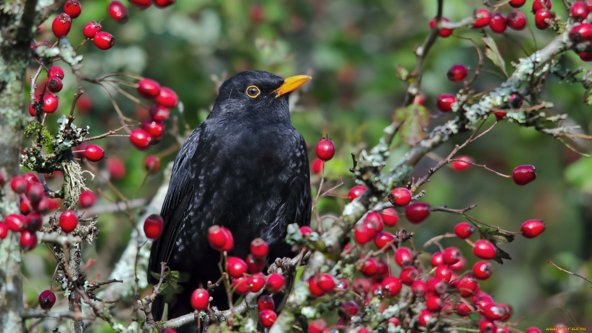 животные, птицы, ягоды