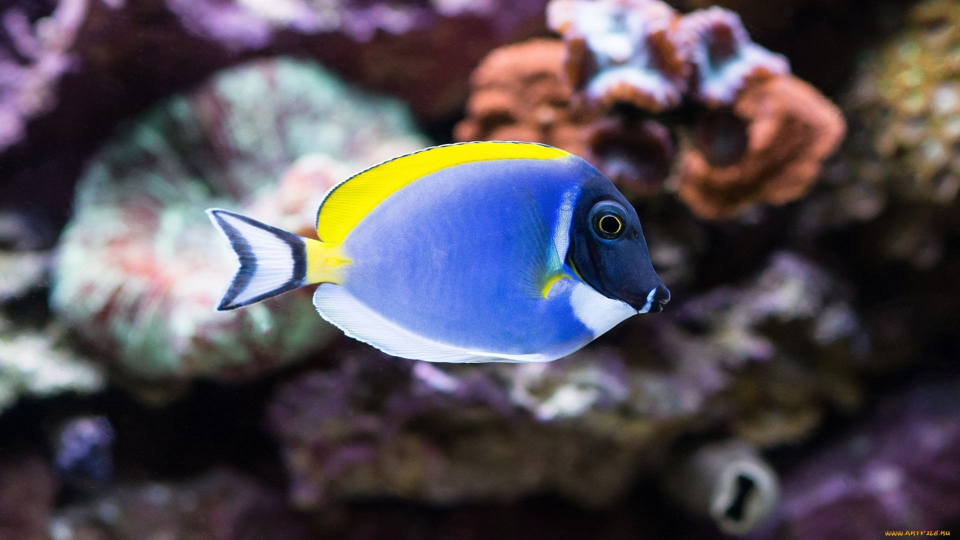 животные, рыбы, пестрая, рыбка