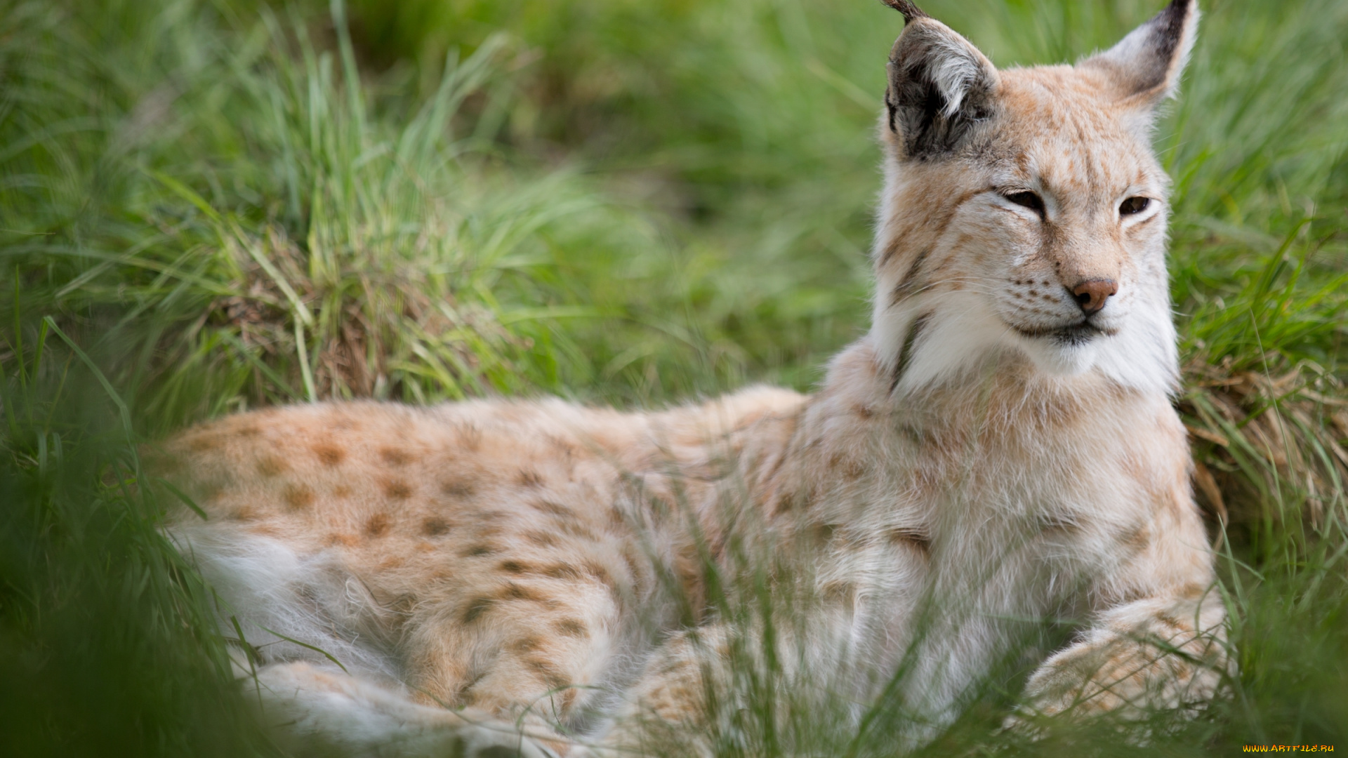животные, рыси, кошка