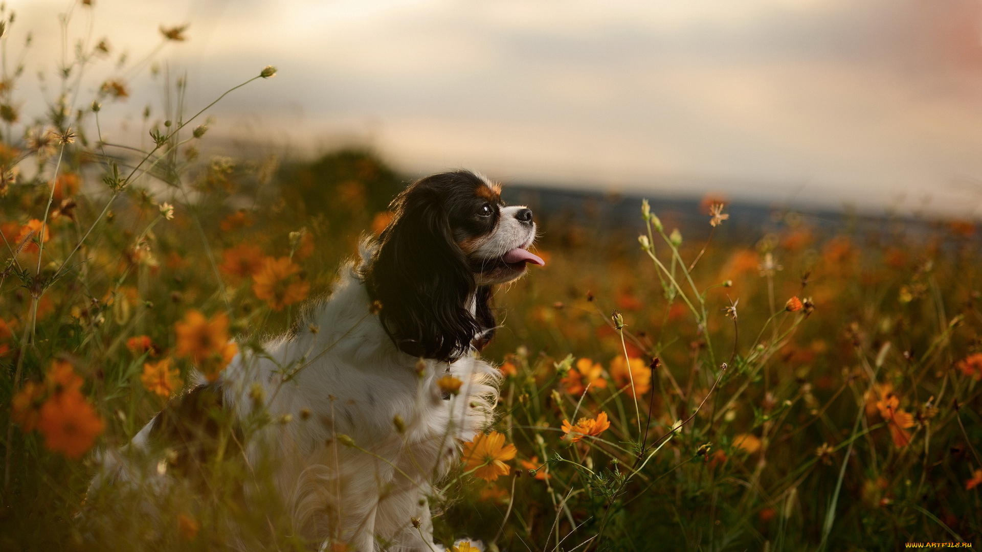 животные, собаки, язык