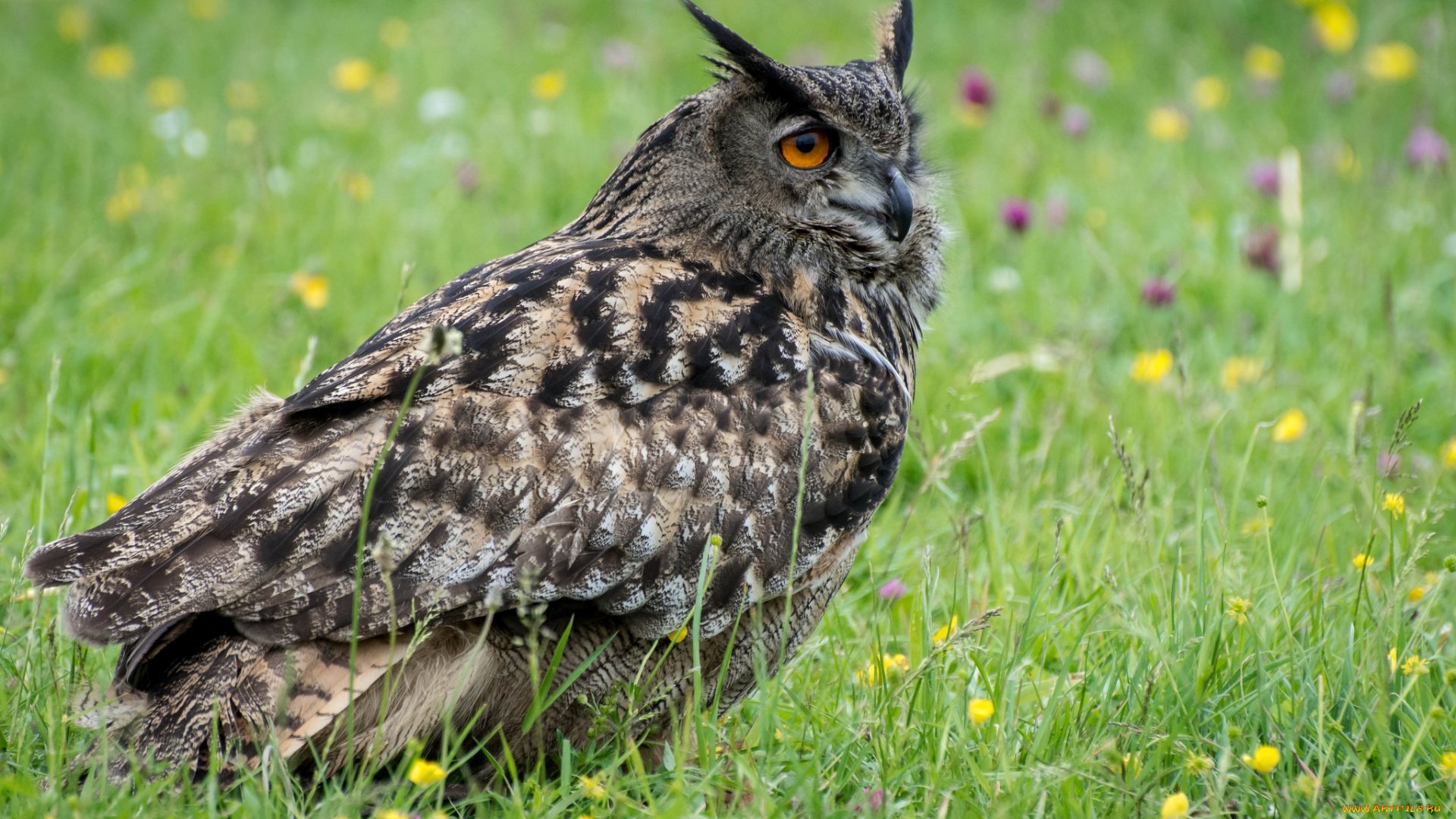 животные, совы, филин