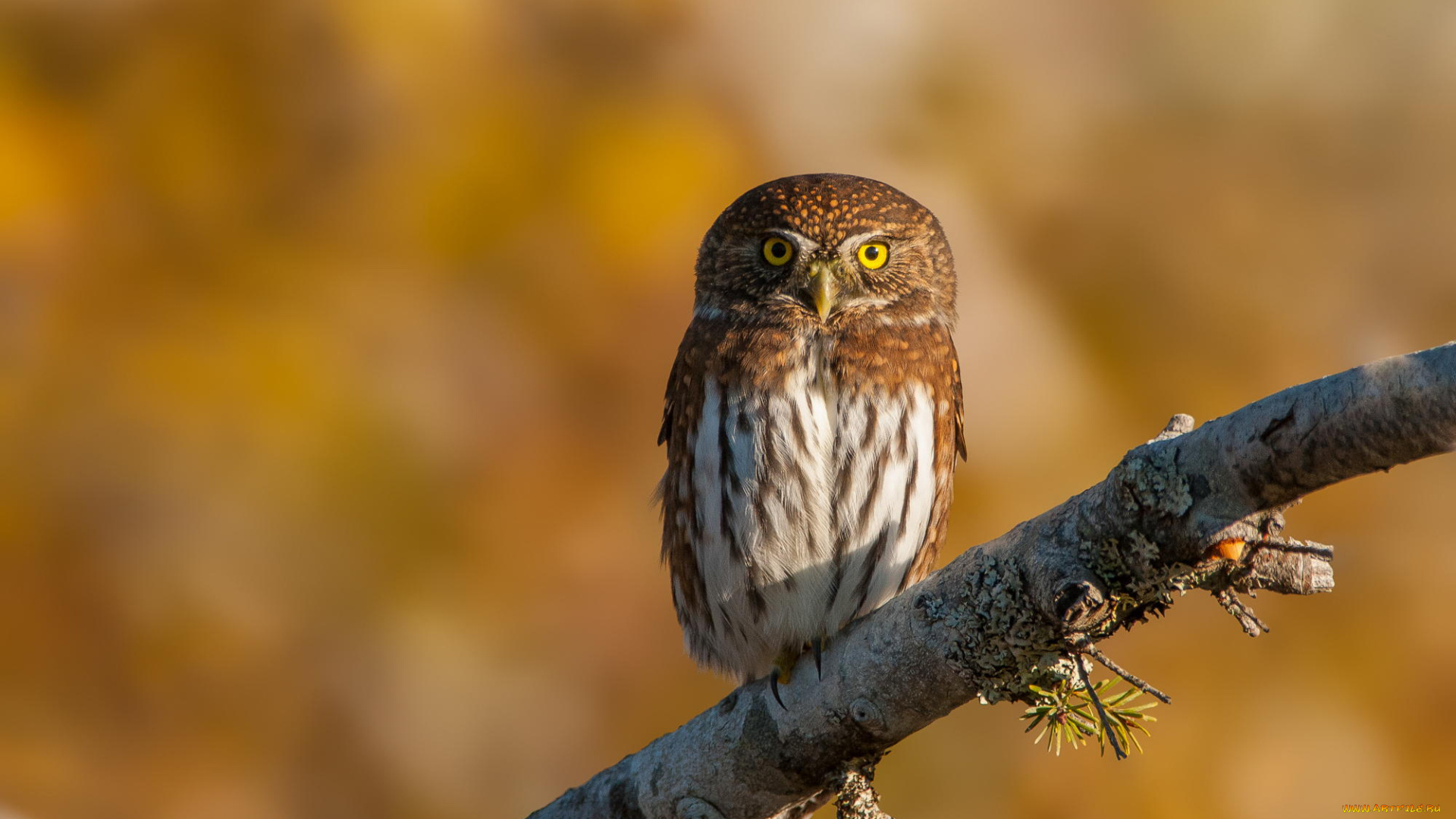 животные, совы, ветка, птица, сова, фон, природа, воробьиный, сыч
