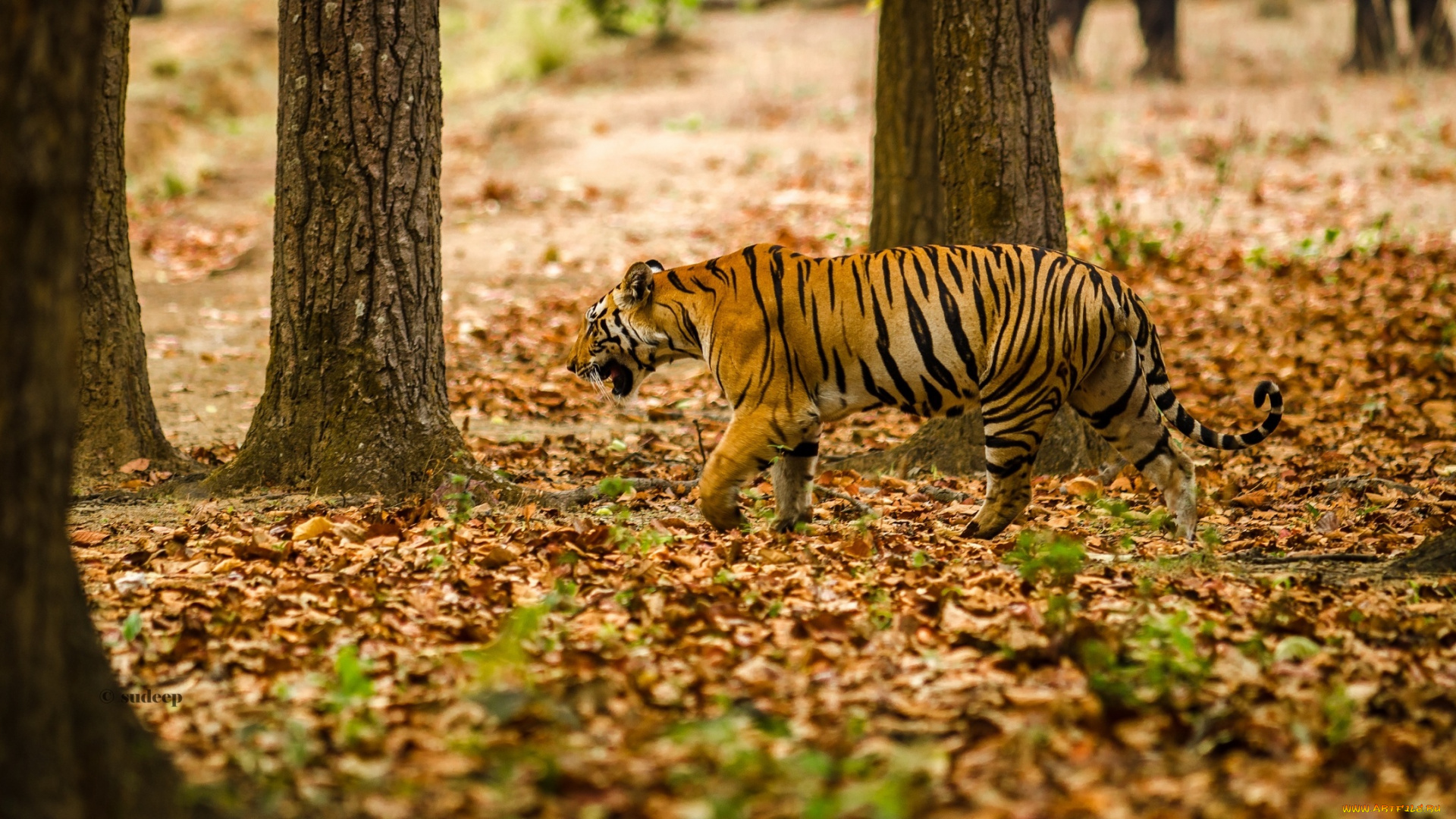 животные, тигры, лес, полоски, хищник, маскировка, бенгальский