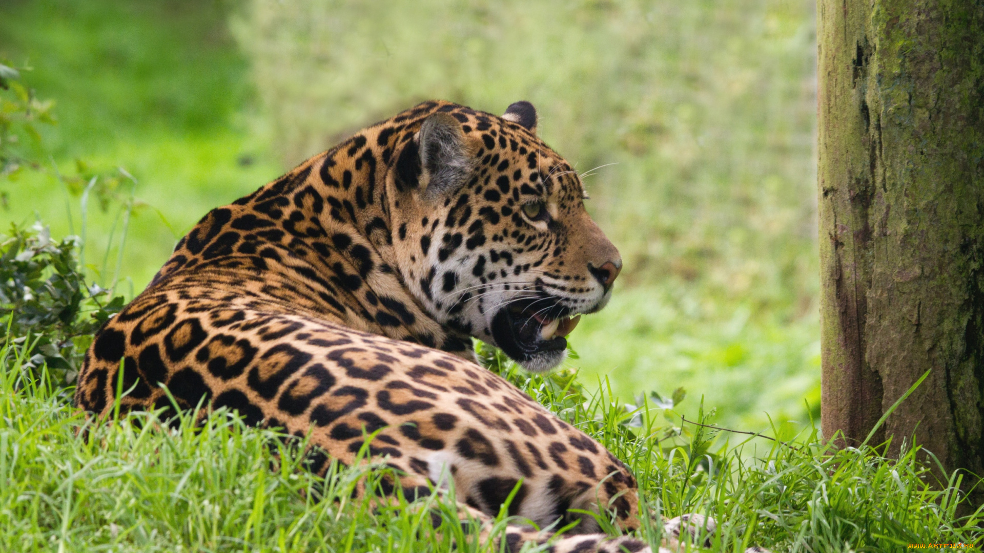 животные, Ягуары, кошка