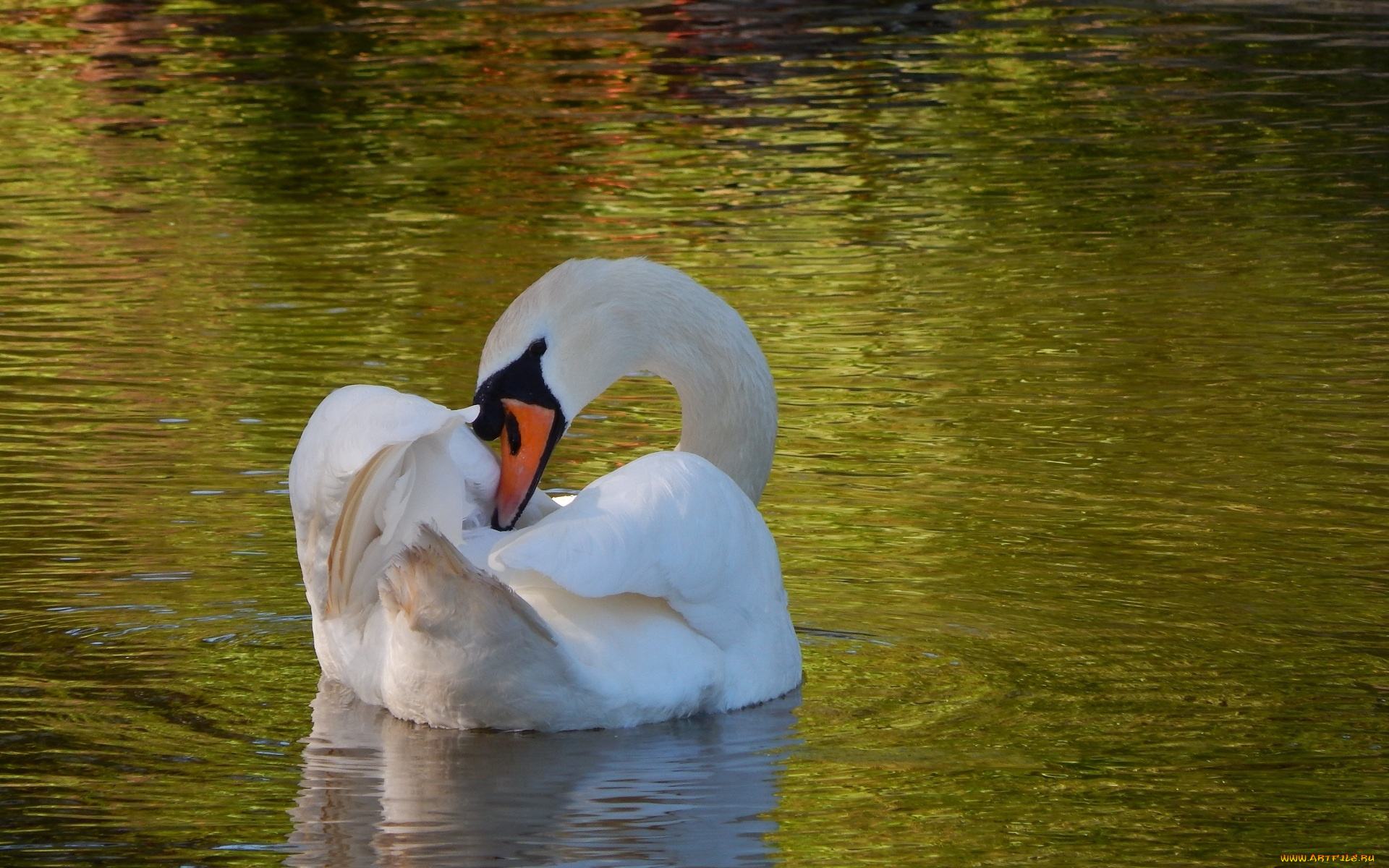 животные, лебеди, белый, рябь, шея, грация