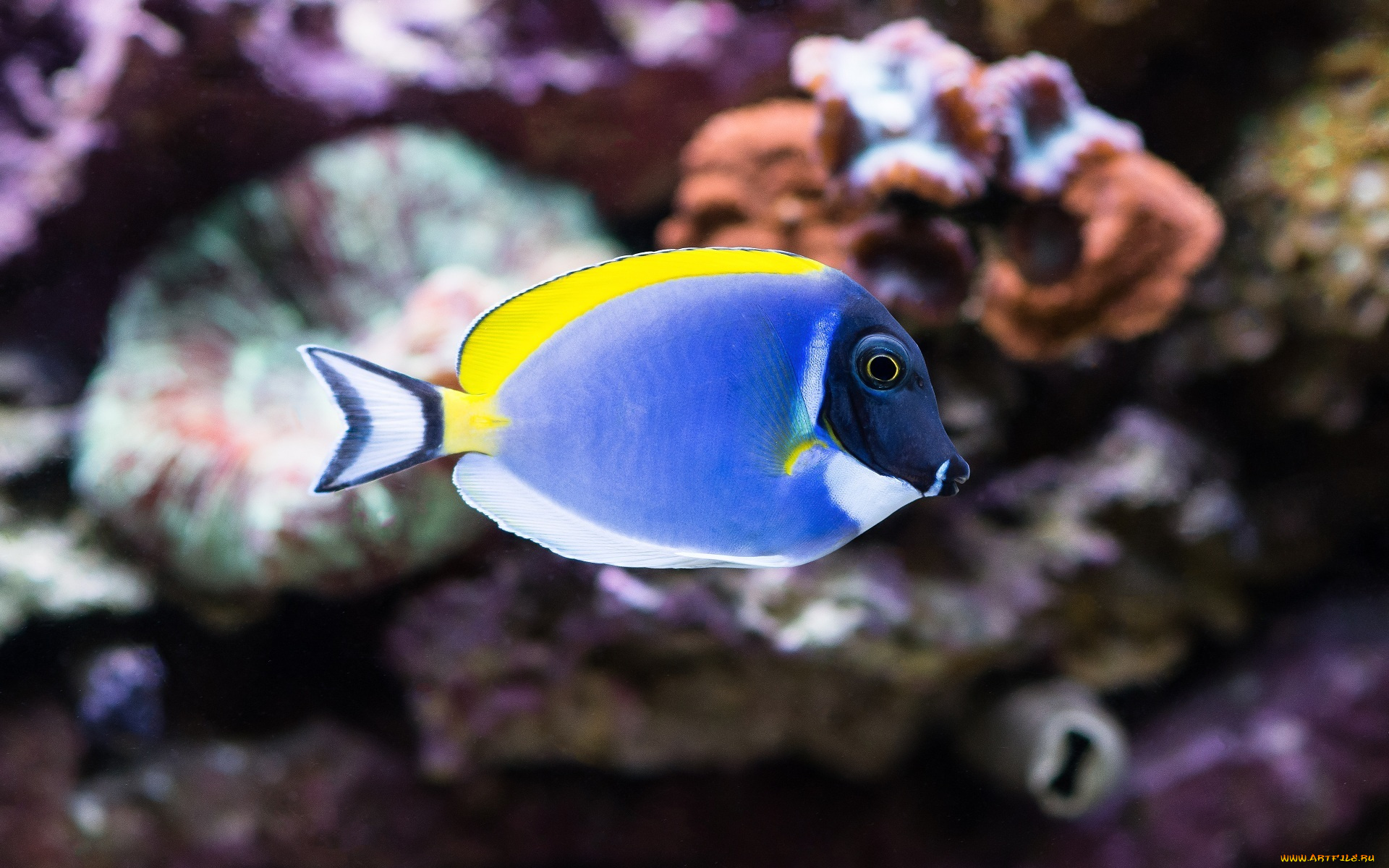 животные, рыбы, пестрая, рыбка