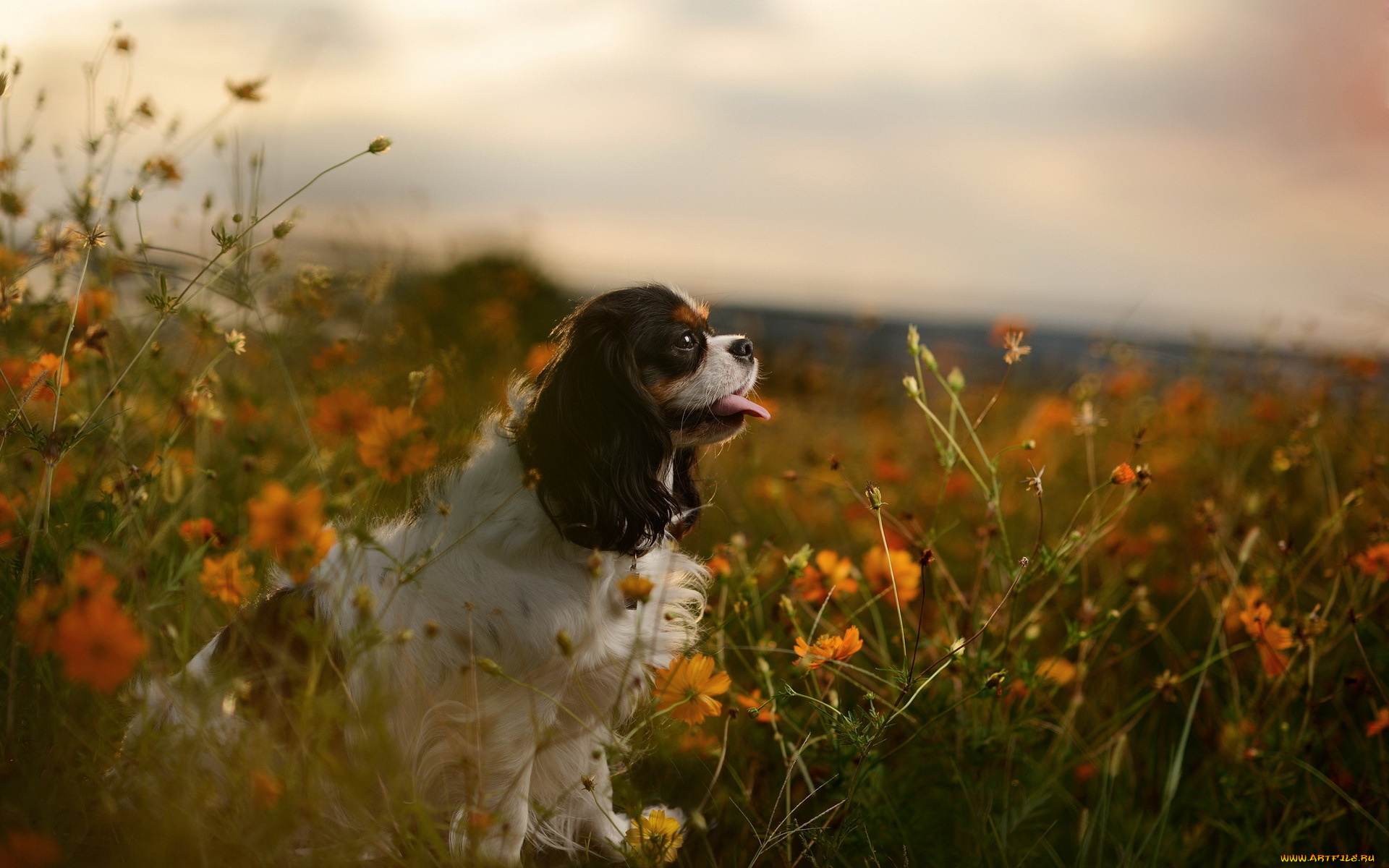 животные, собаки, язык