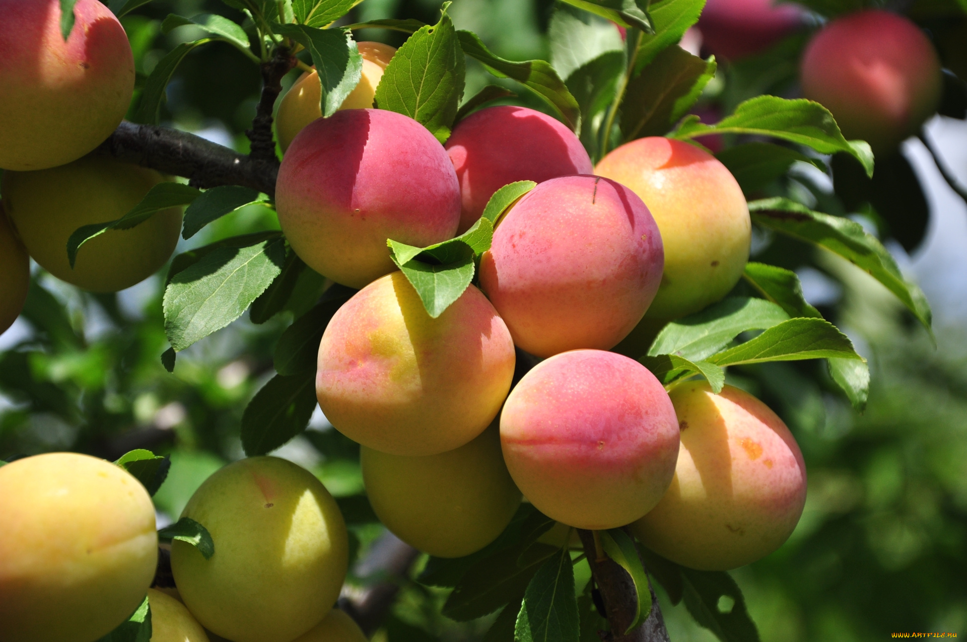 природа, плоды, абрикосы