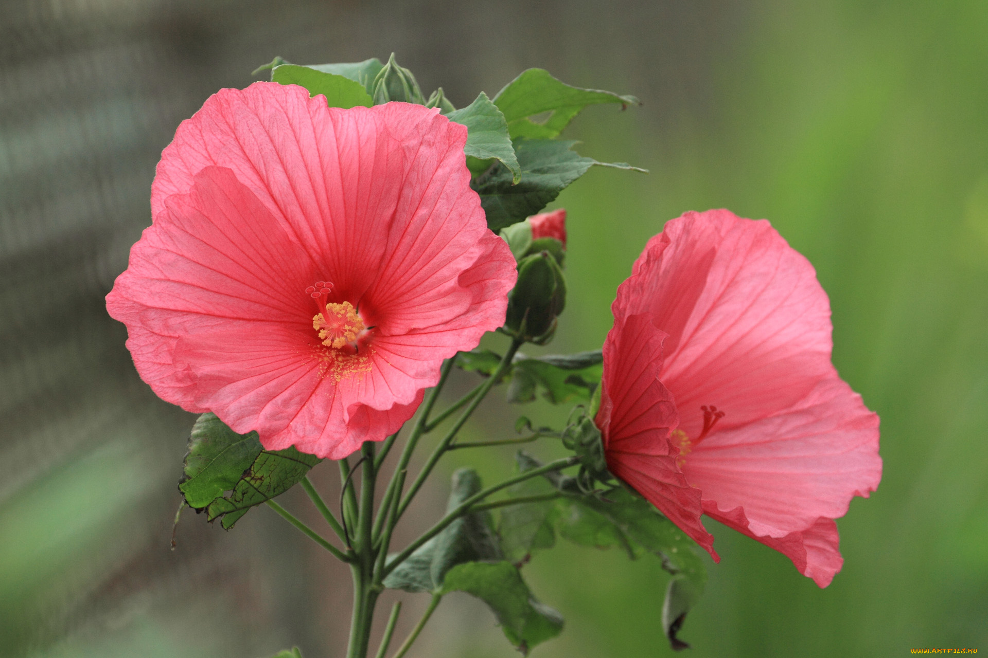 цветы, гибискусы, бутоны