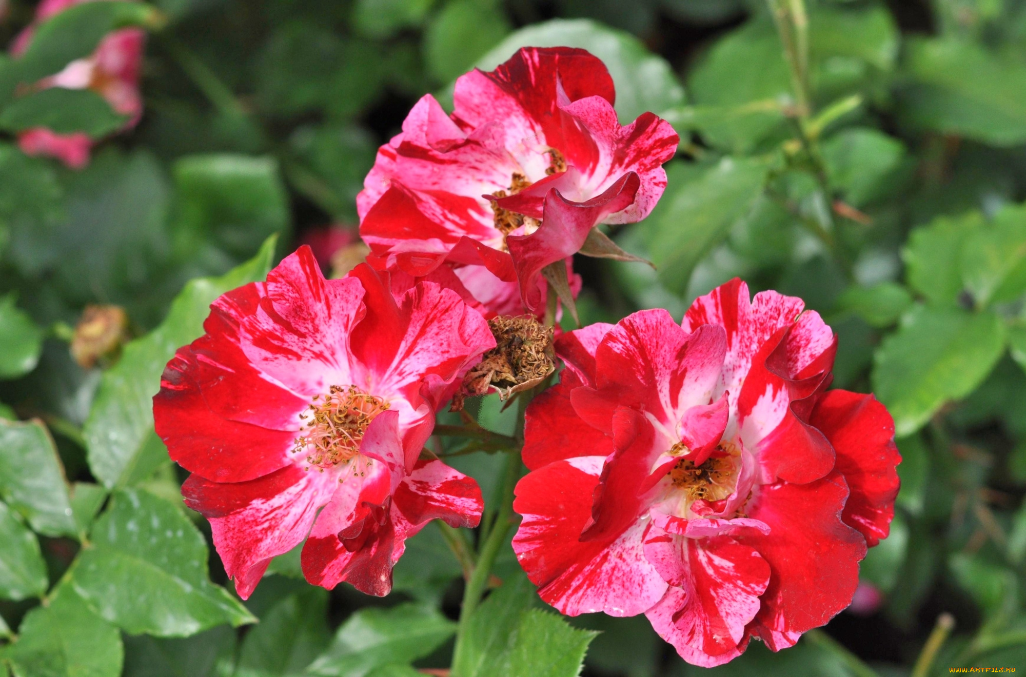 цветы, розы, пестрый