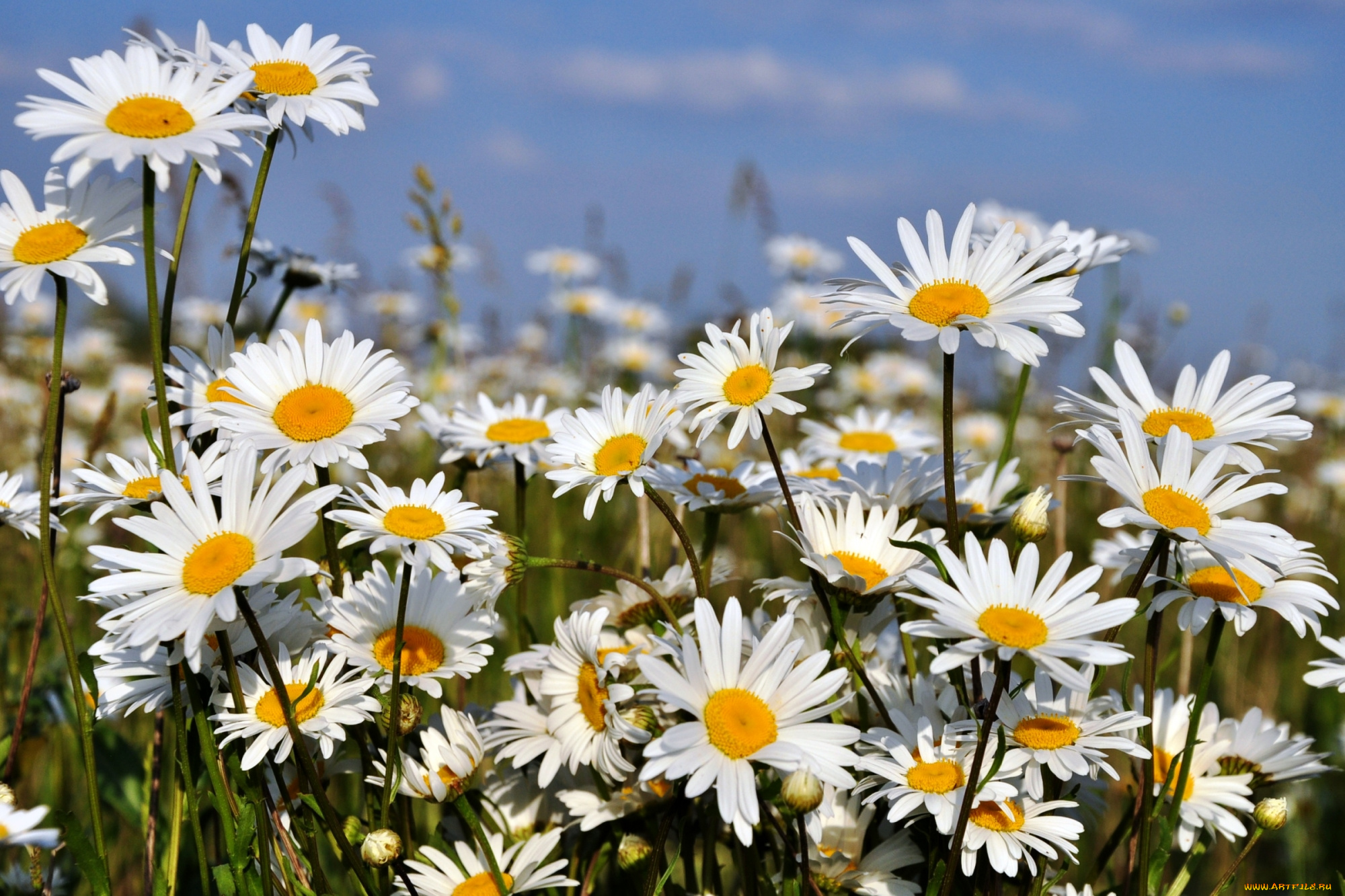 цветы, ромашки, солнышка