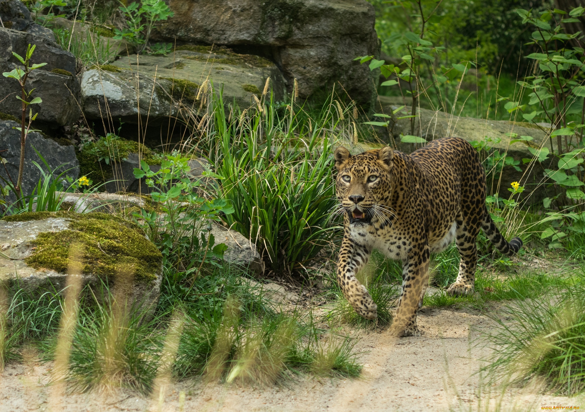 животные, леопарды, пятна, кошка, внимание, интерес, трава, камни, мох